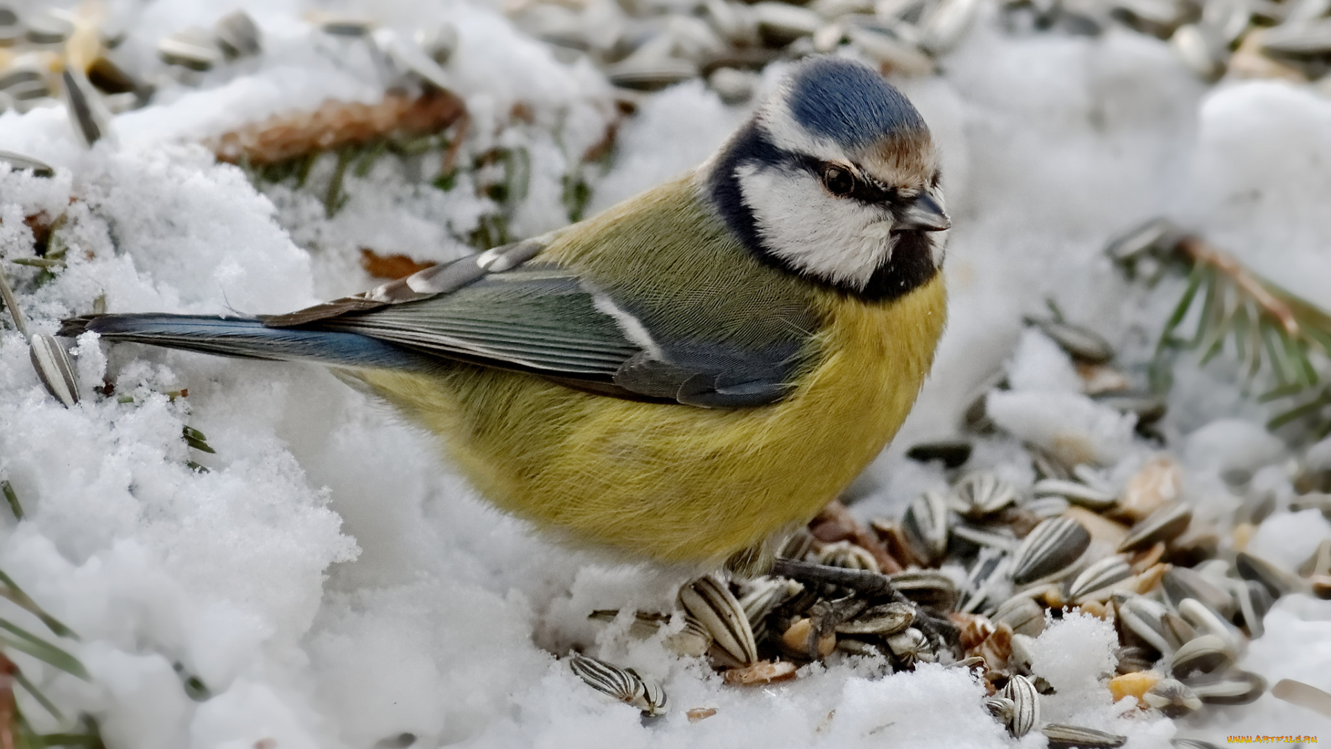 животные, синицы, , лазоревки, птичка