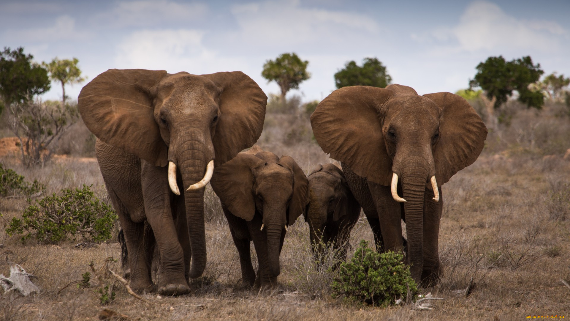 животные, слоны, семья