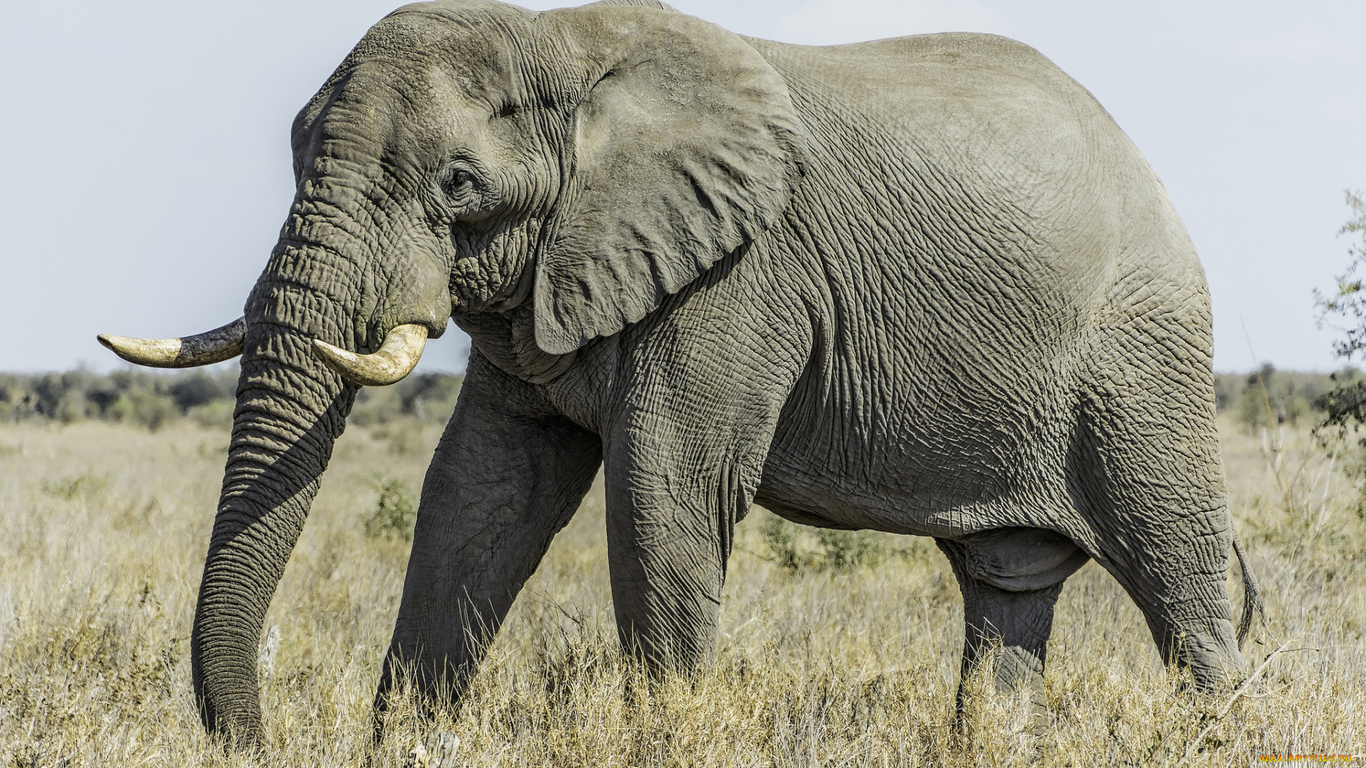 животные, слоны, слон