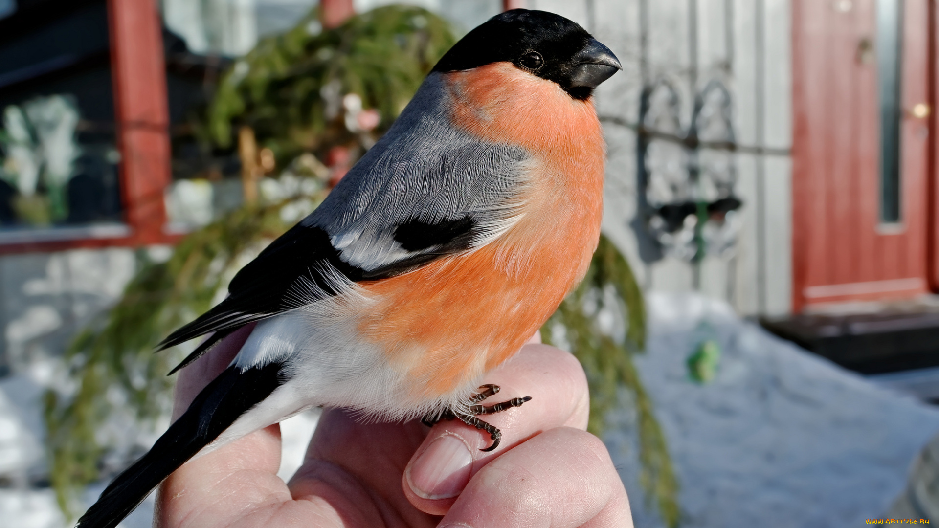 животные, снегири, птичка