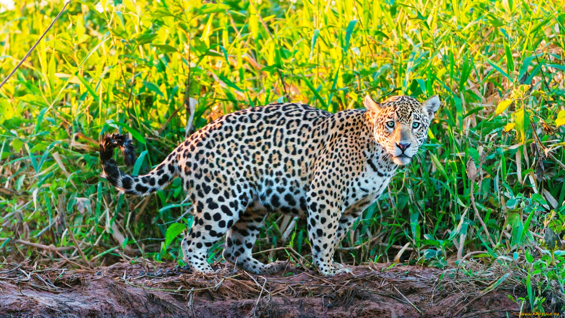 животные, Ягуары, берег, ручей, трава, ягуар