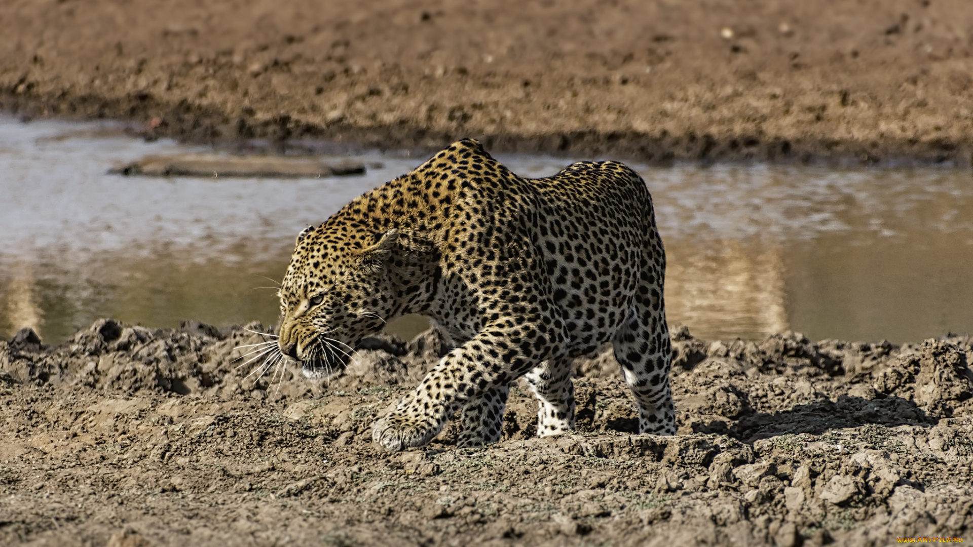 животные, Ягуары, хищник