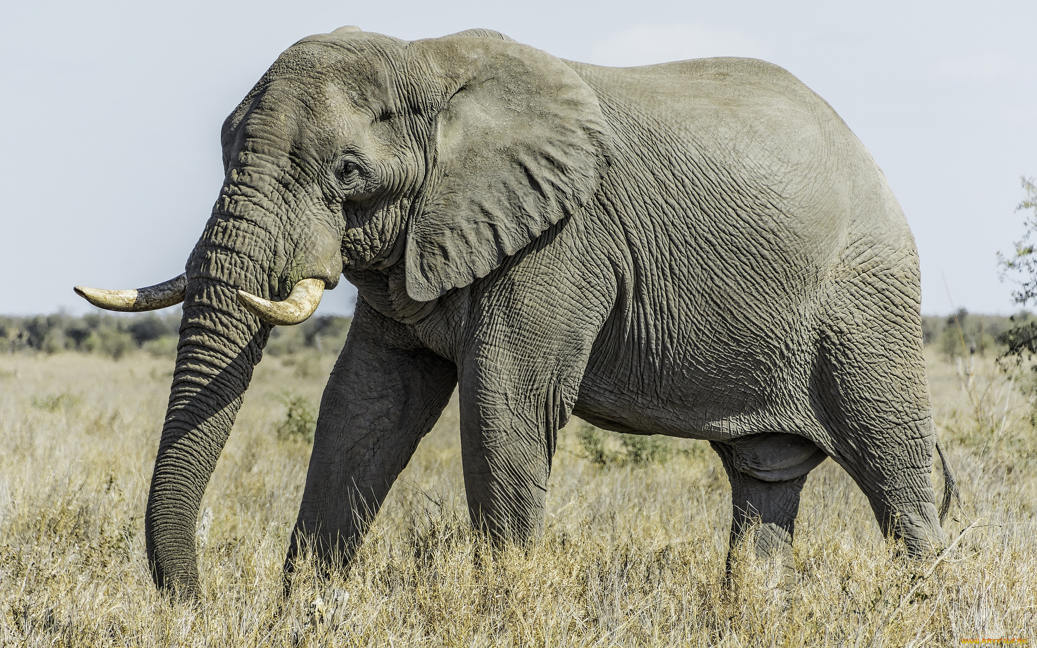 животные, слоны, слон