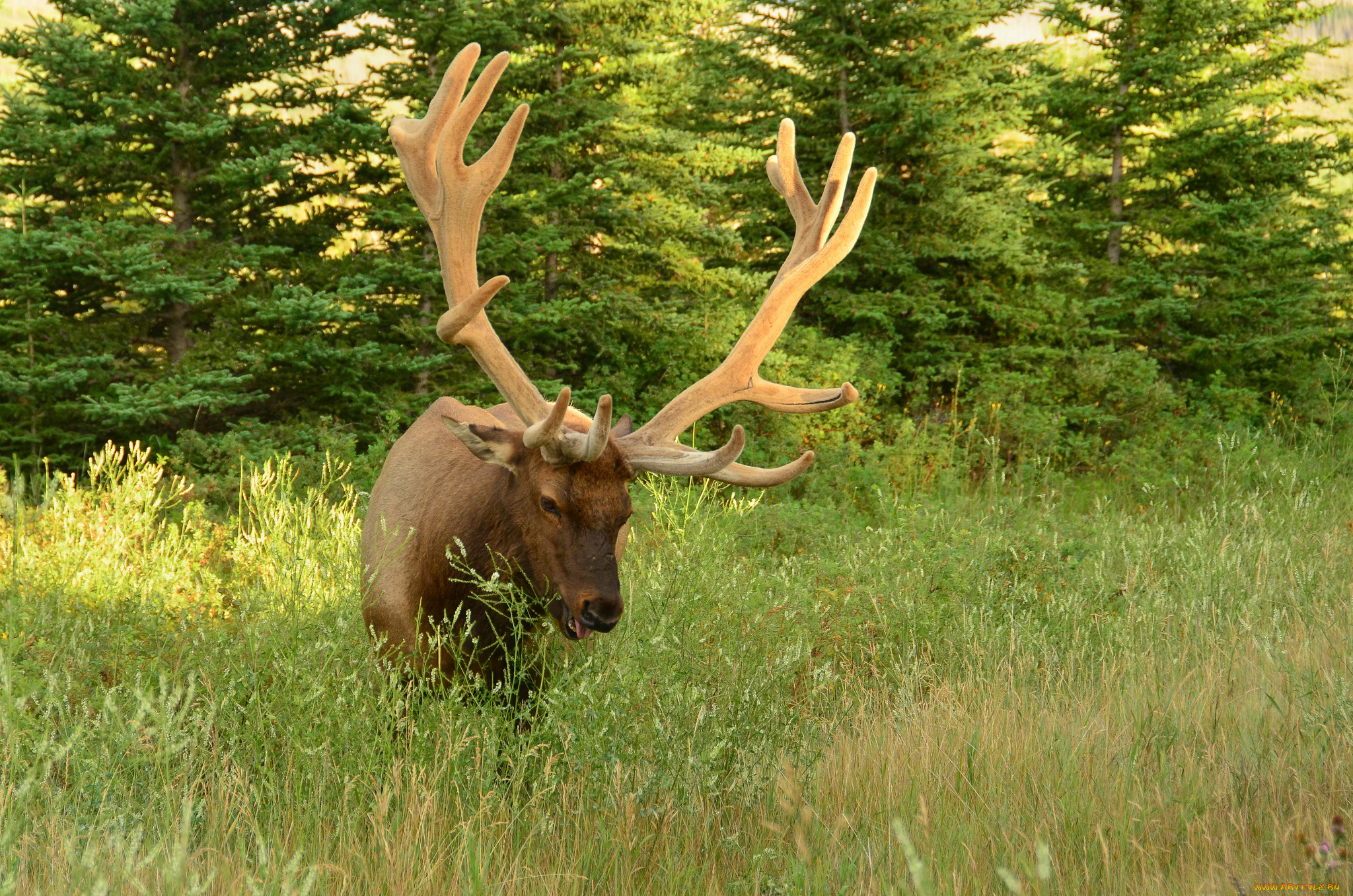 животные, олени, рога, олень