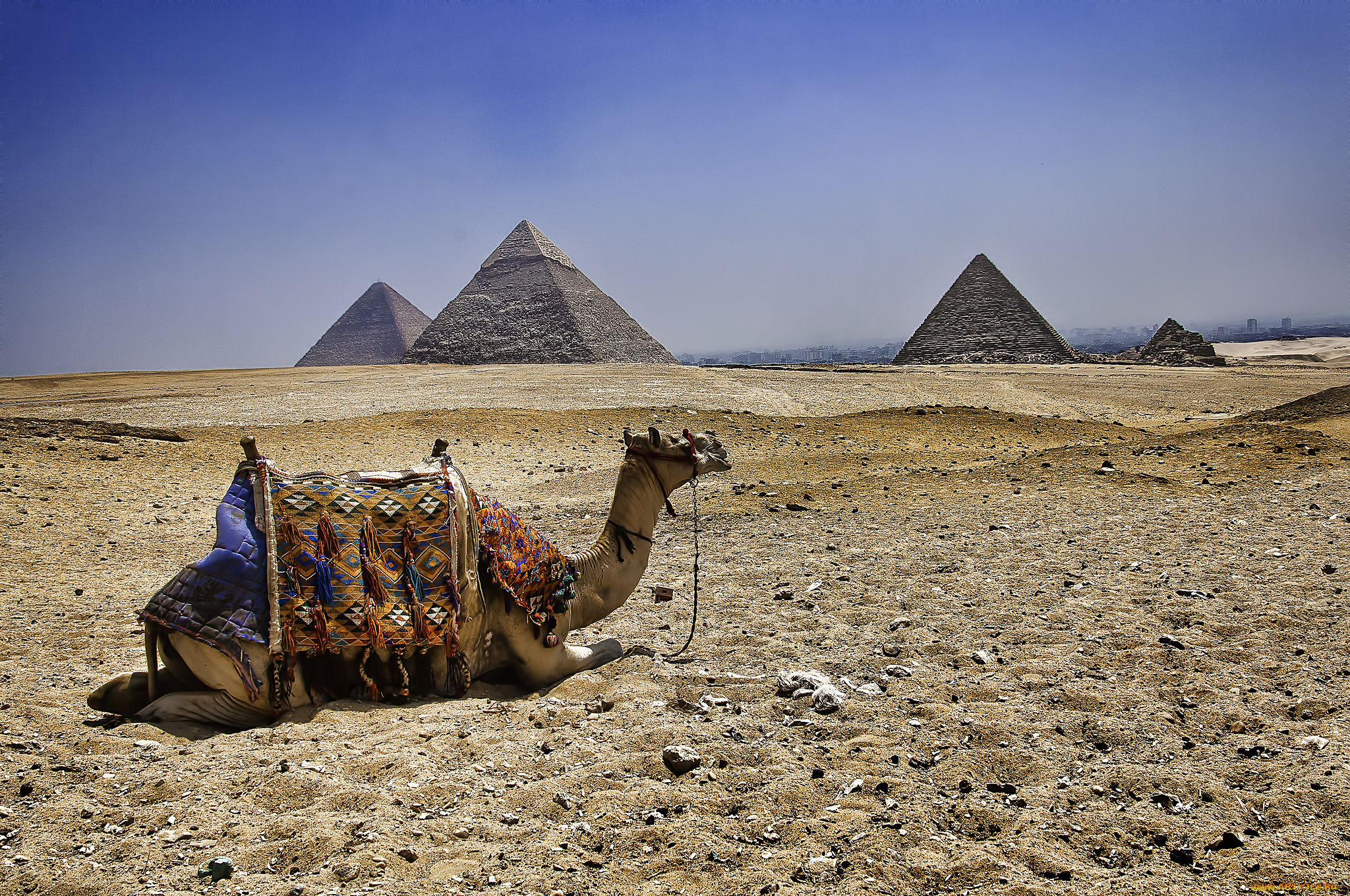 животные, верблюды, пустыня