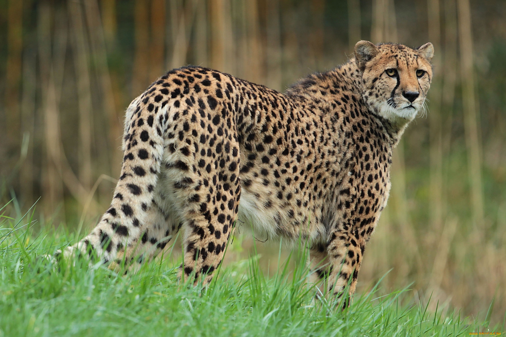 животные, гепарды, гепард