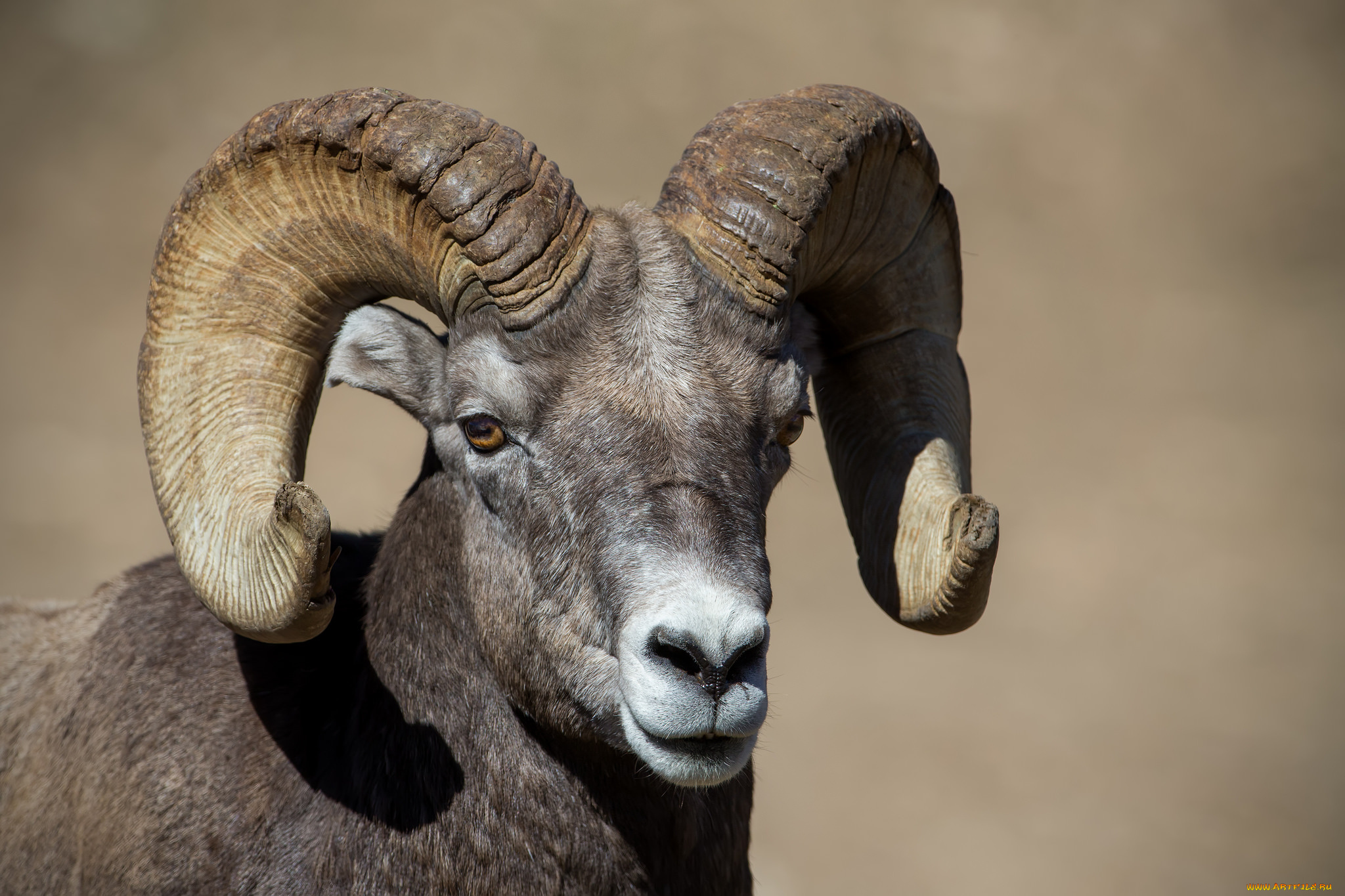 животные, козы, козерог