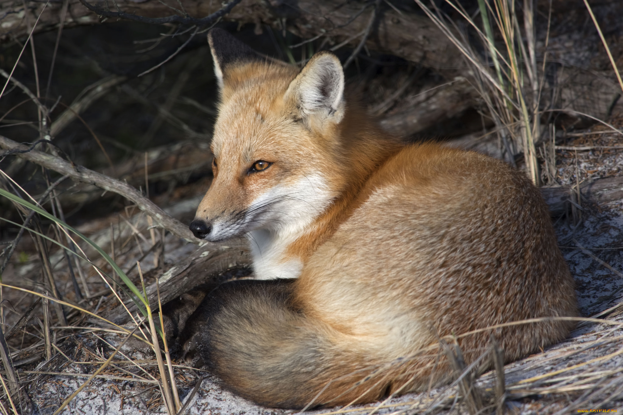 животные, лисы, лисичка