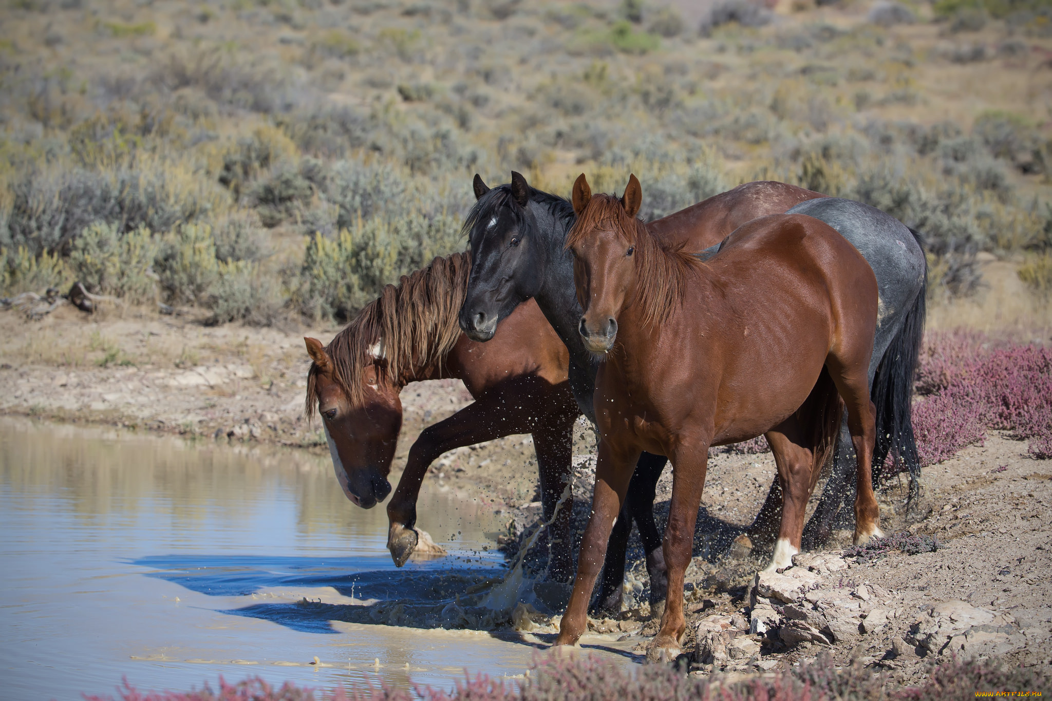 животные, лошади, водопой