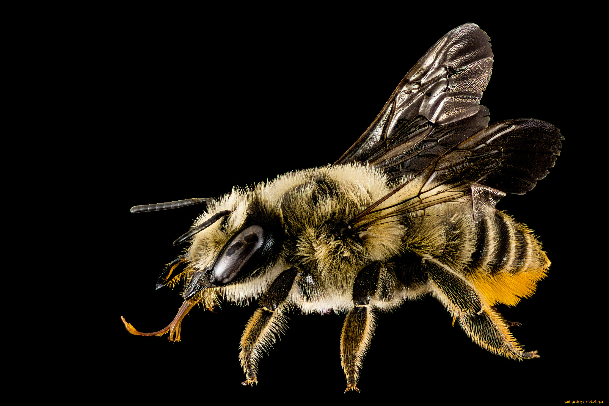 животные, пчелы, , осы, , шмели, пчела