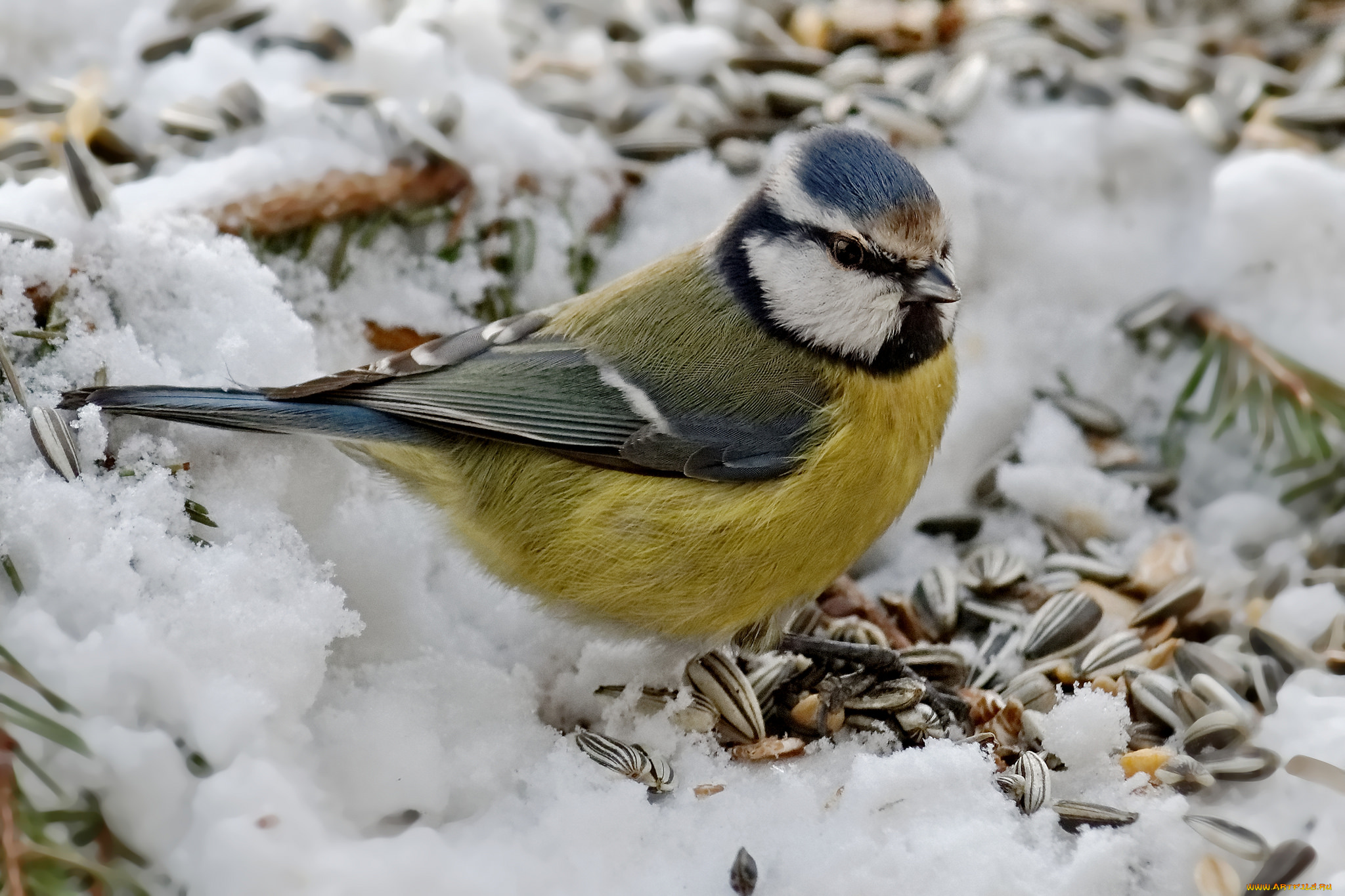 животные, синицы, , лазоревки, птичка