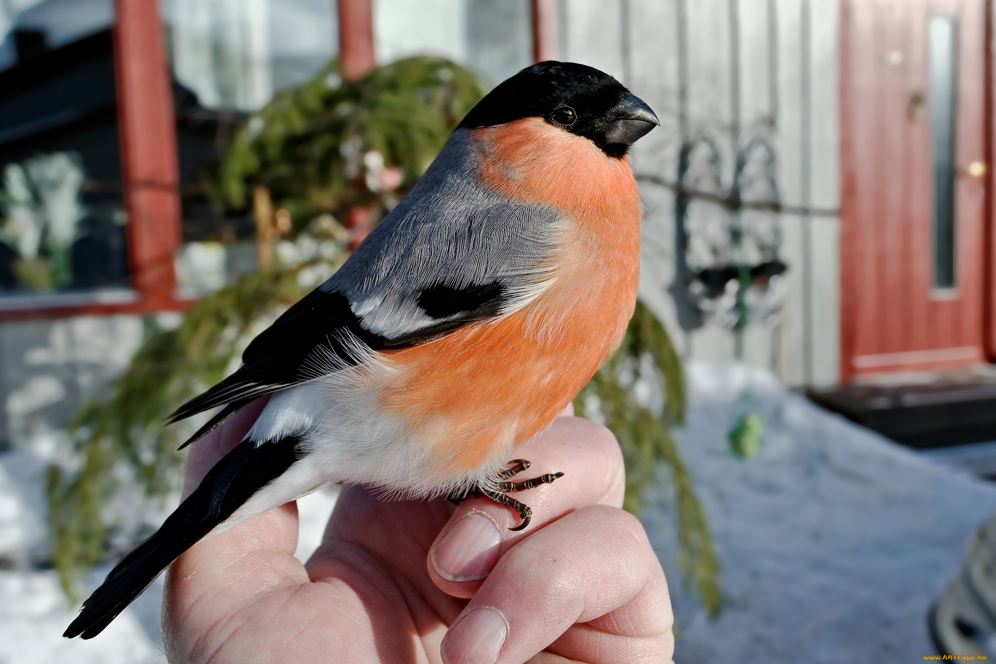 животные, снегири, птичка