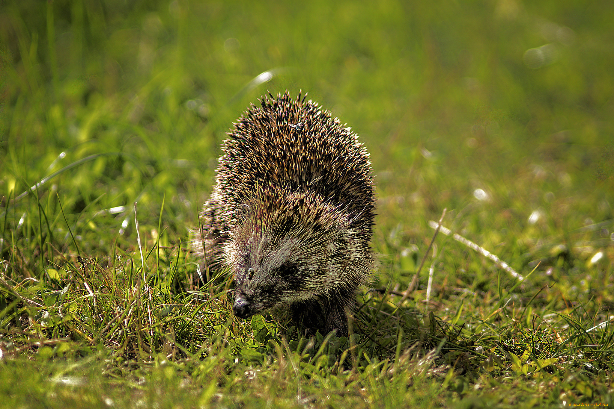 животные, ежи, ежик