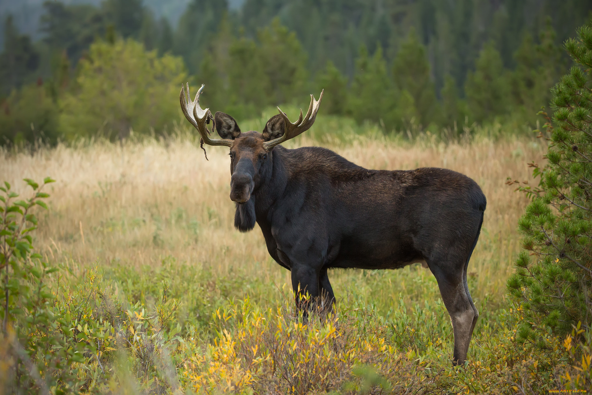 животные, лоси, сохатый