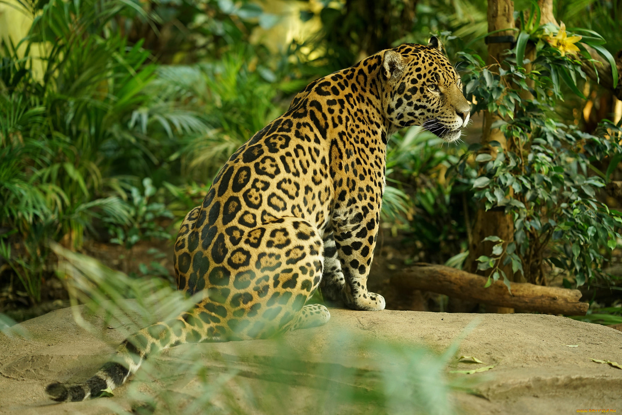 животные, Ягуары, ягуар