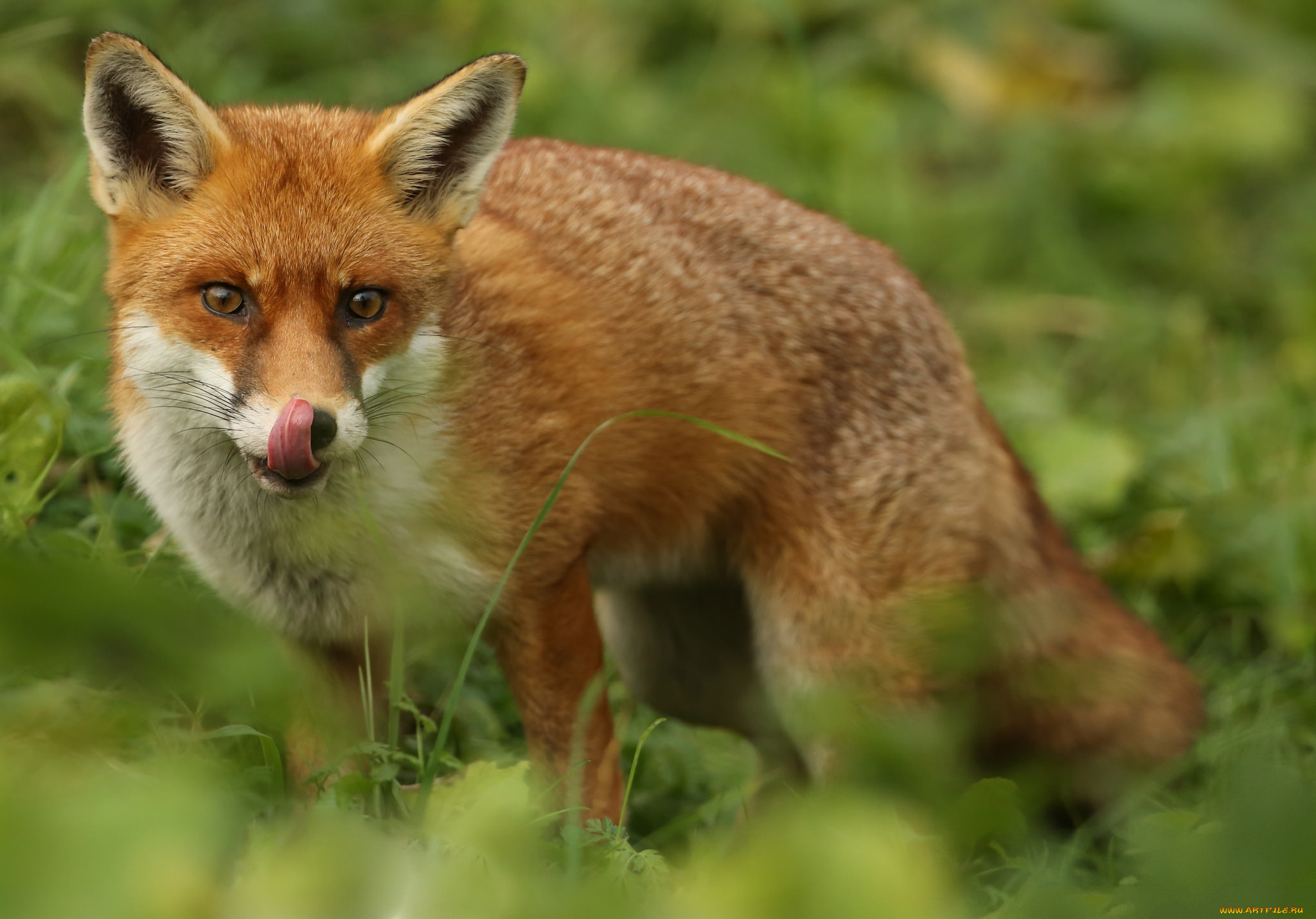 животные, лисы, лисичка
