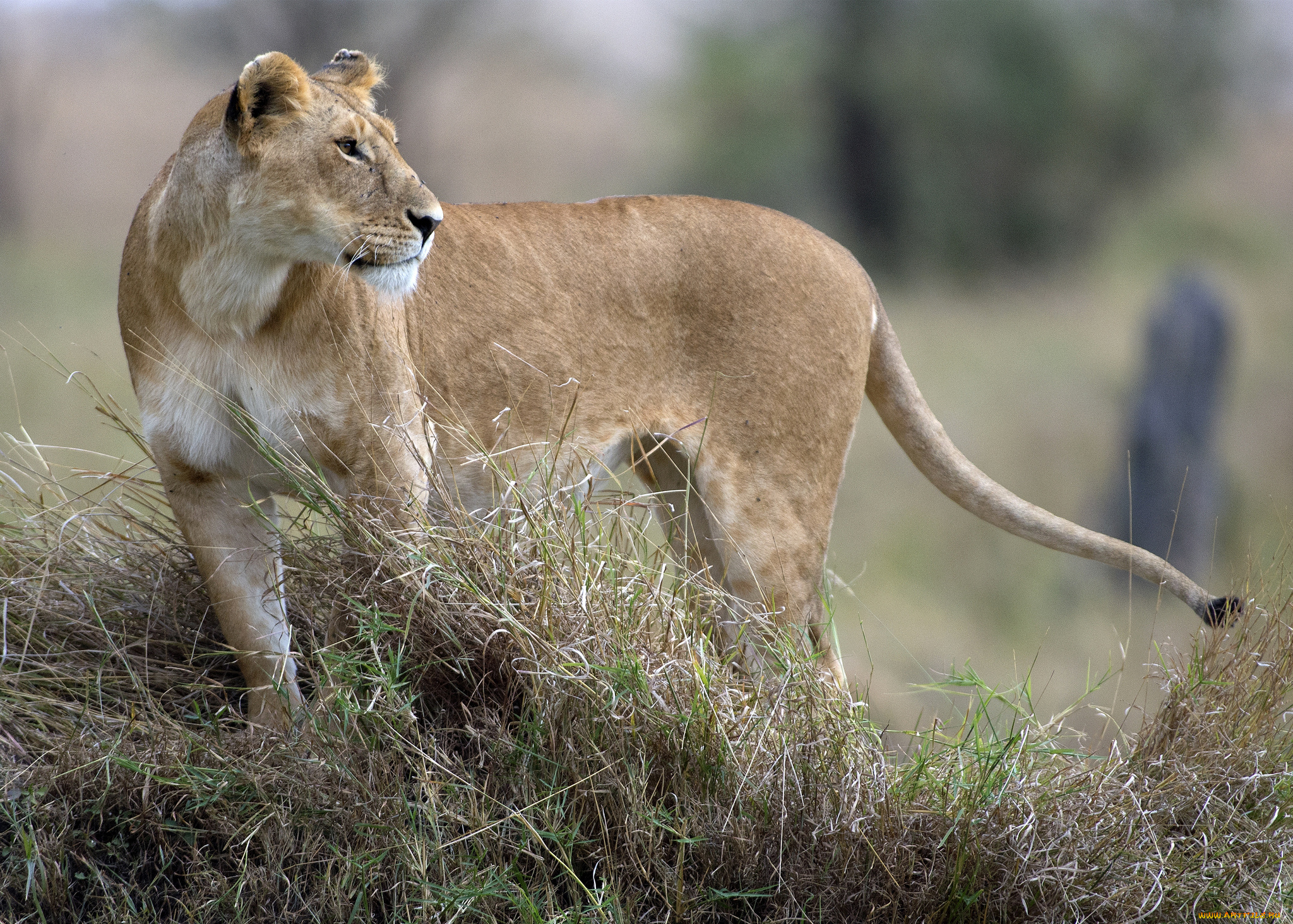 животные, львы, львица