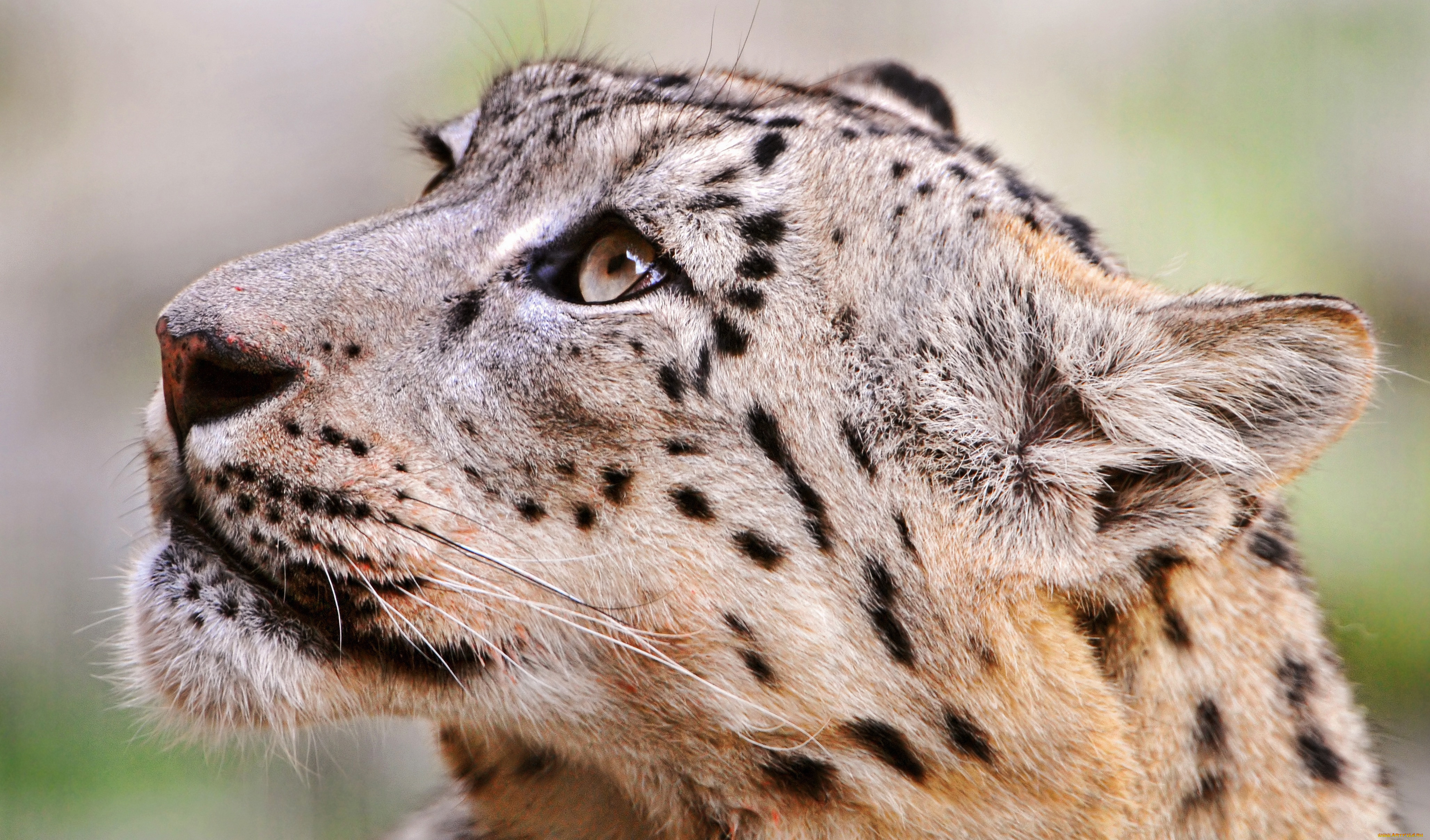 животные, снежный, барс, , ирбис, взгляд, морда, голова, барс