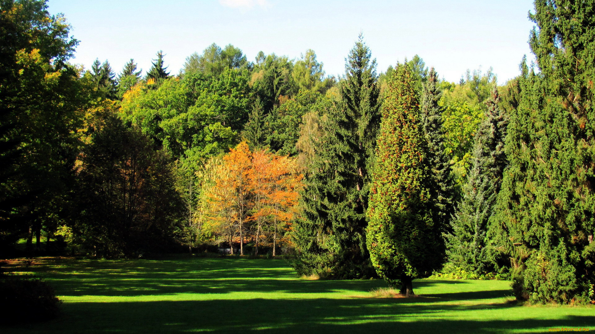 природа, парк, деревья, лужайка