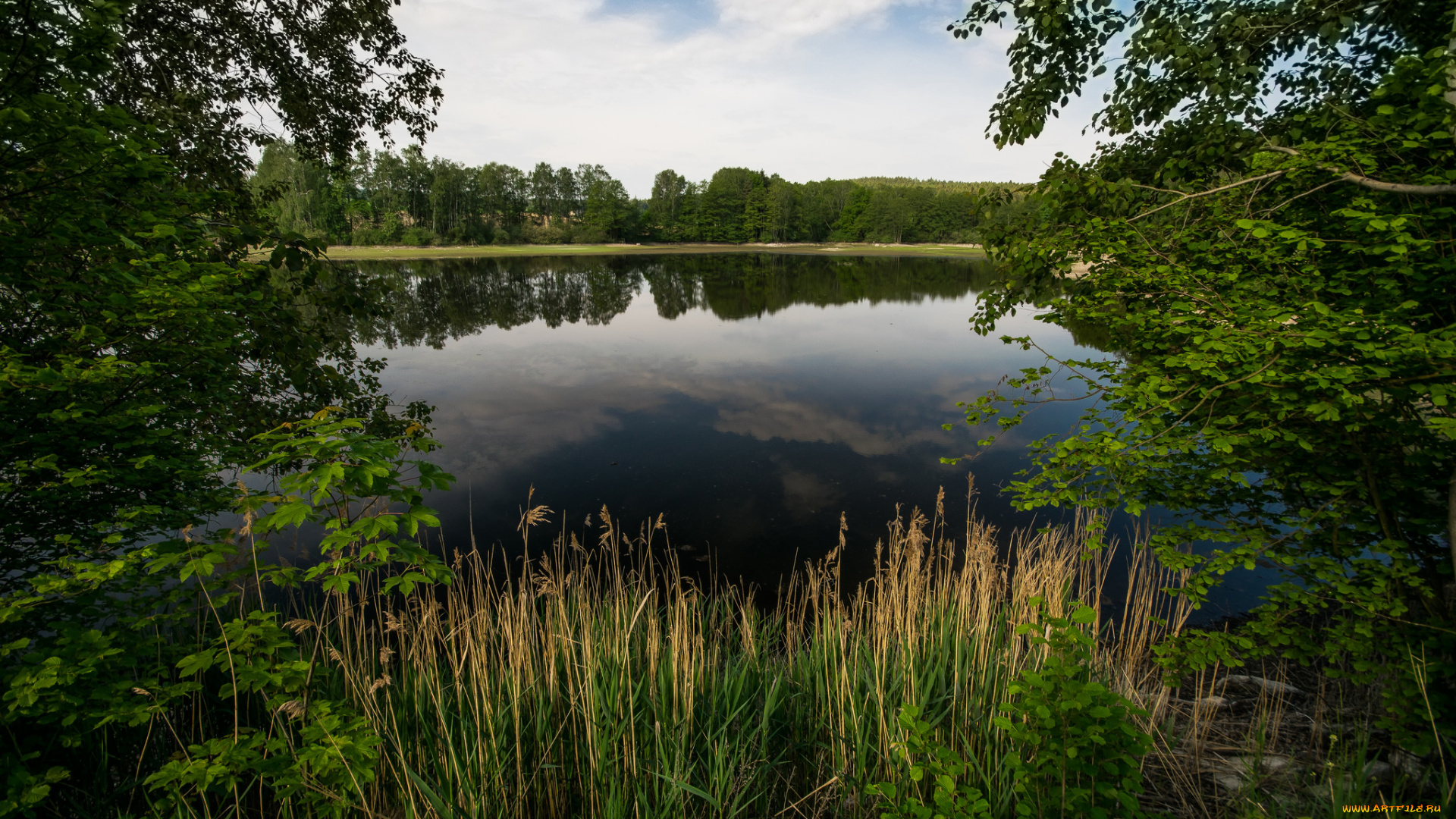 природа, реки, озера, лес, река