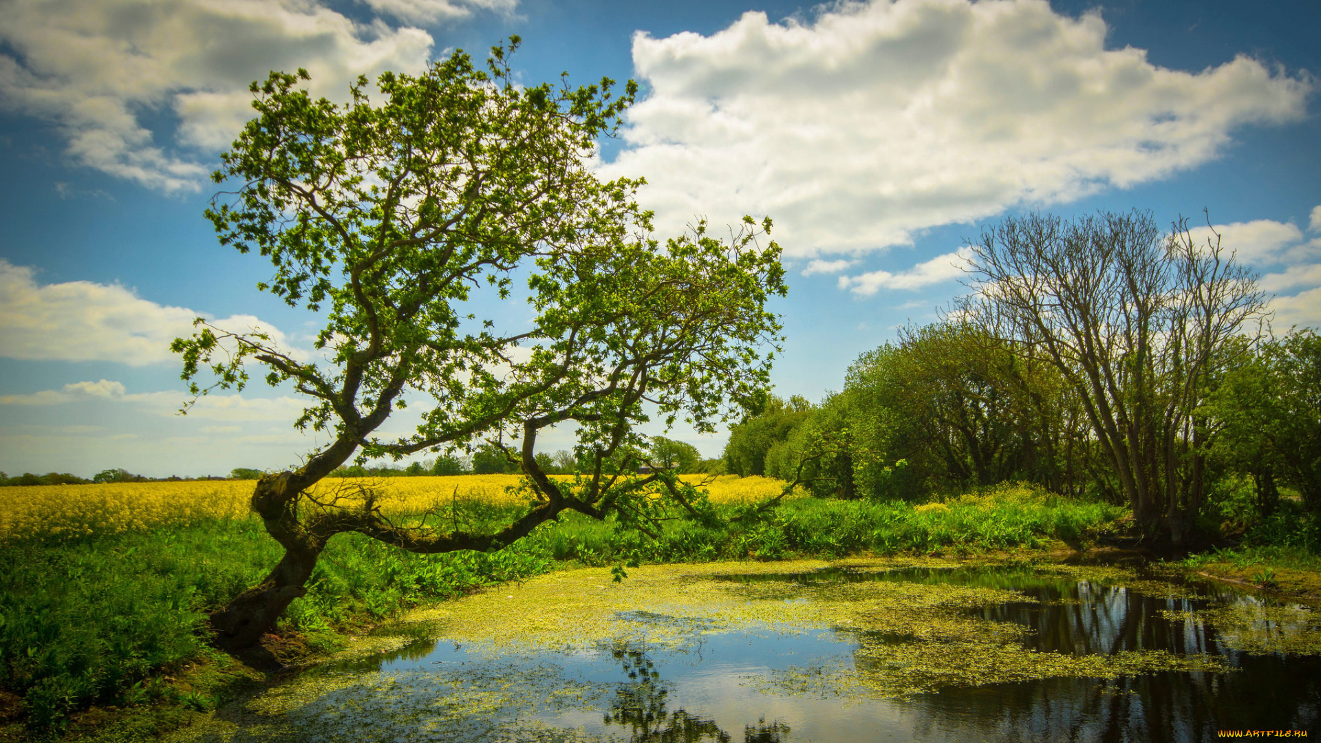 природа, реки, озера, лес, река