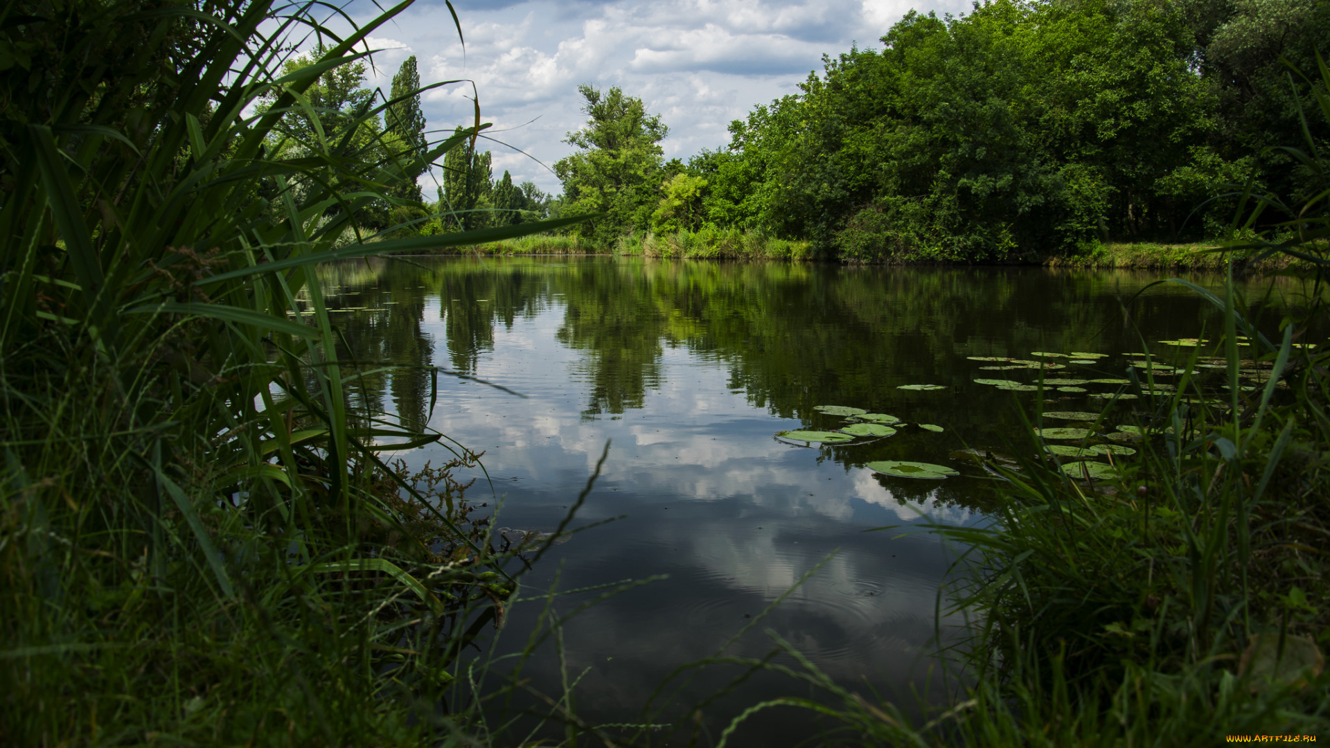 природа, реки, озера, река, лес