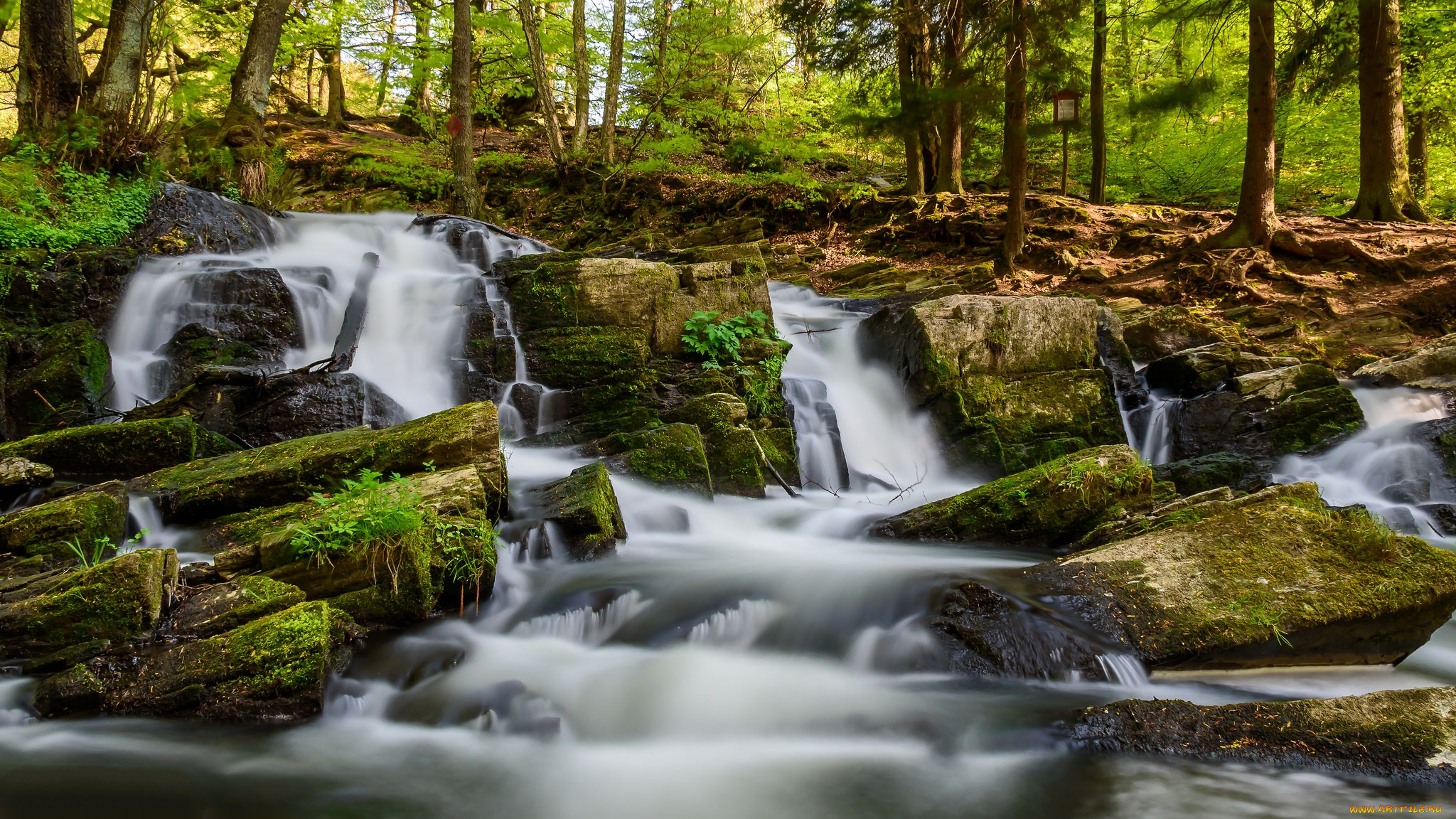 природа, реки, озера, лес, река