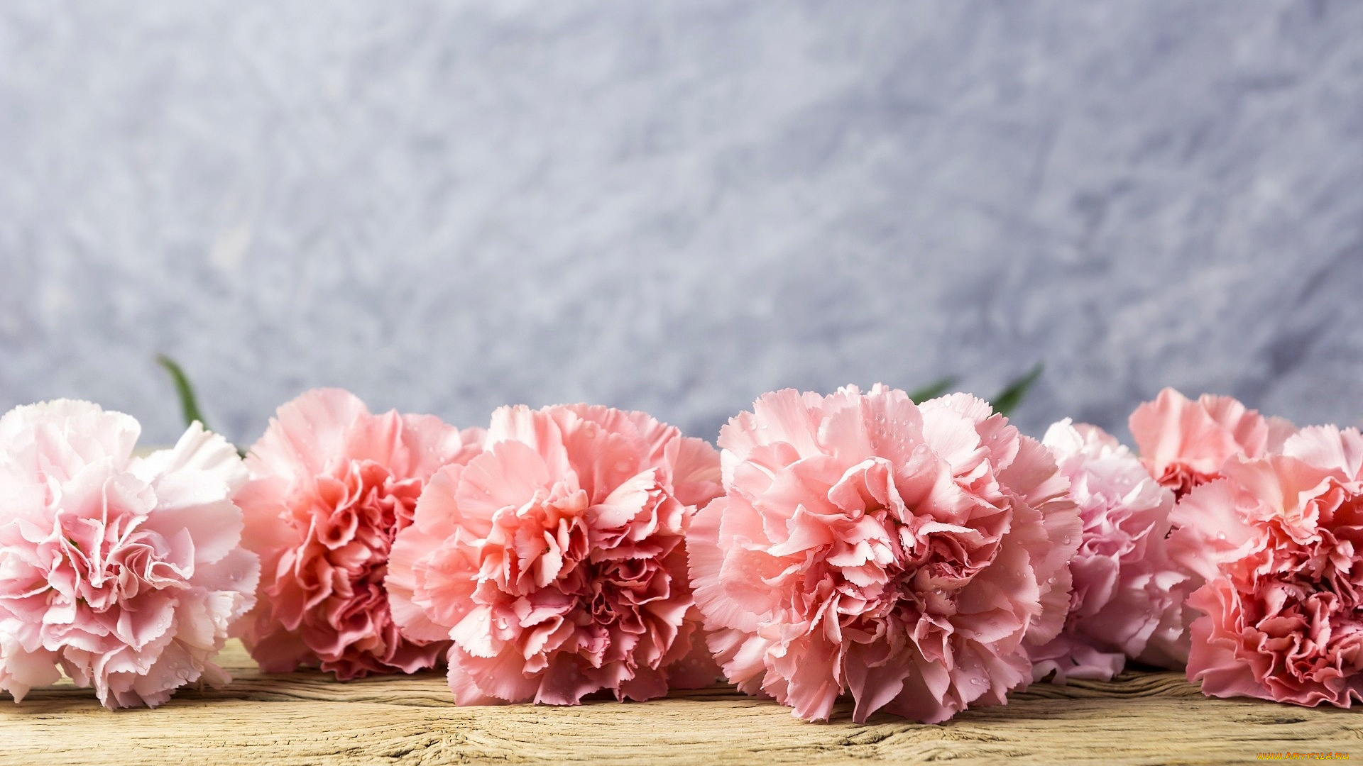 цветы, гвоздики, розовый