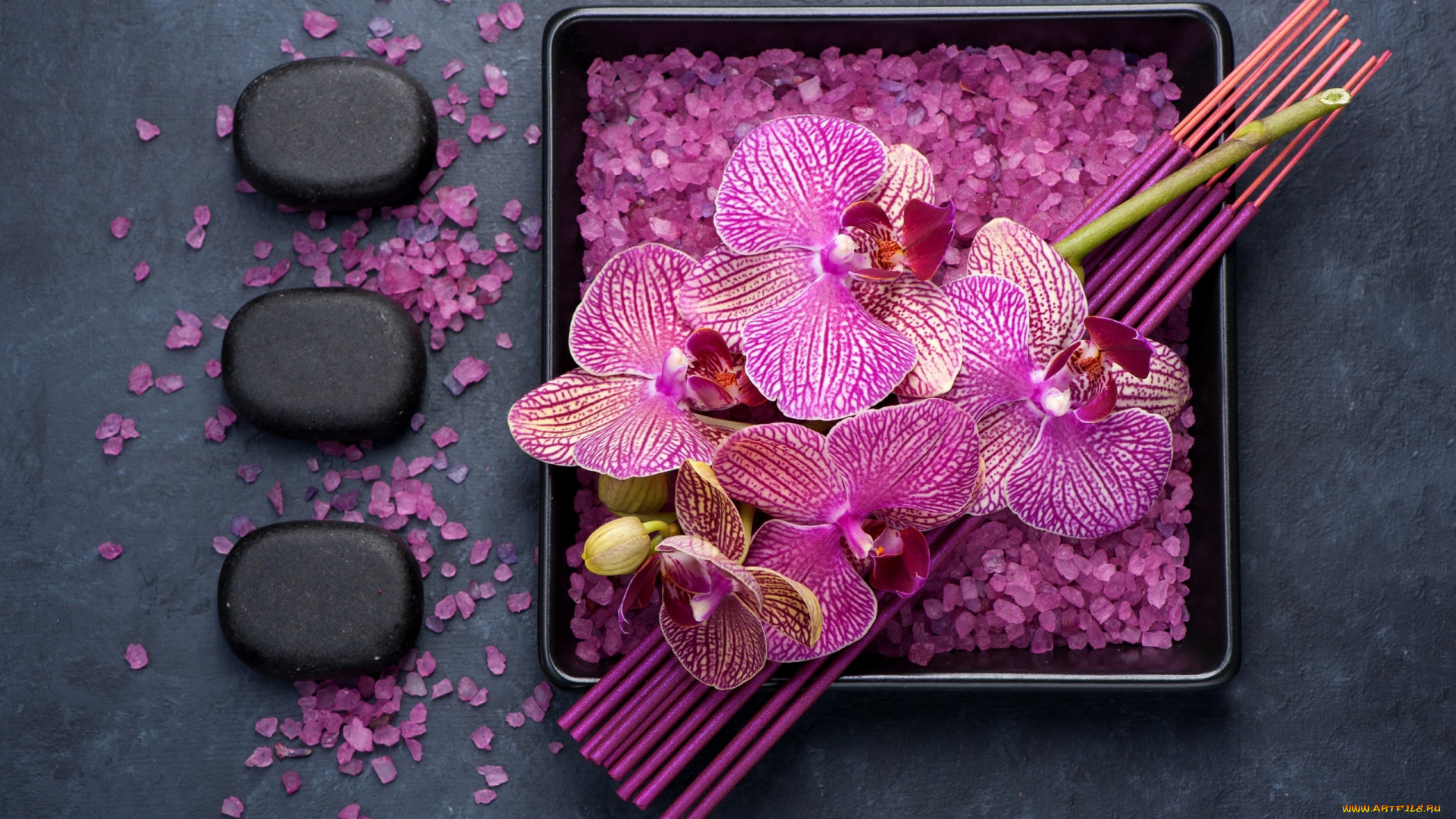 цветы, орхидеи, композиция