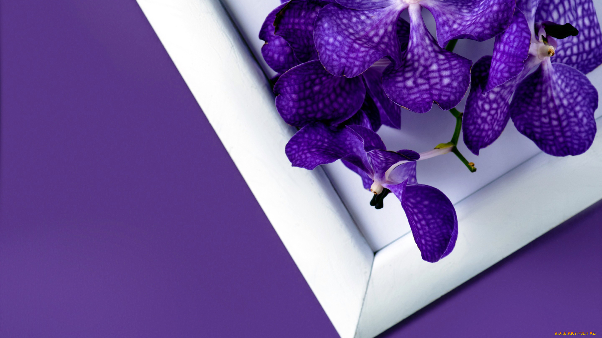 цветы, орхидеи, лиловый