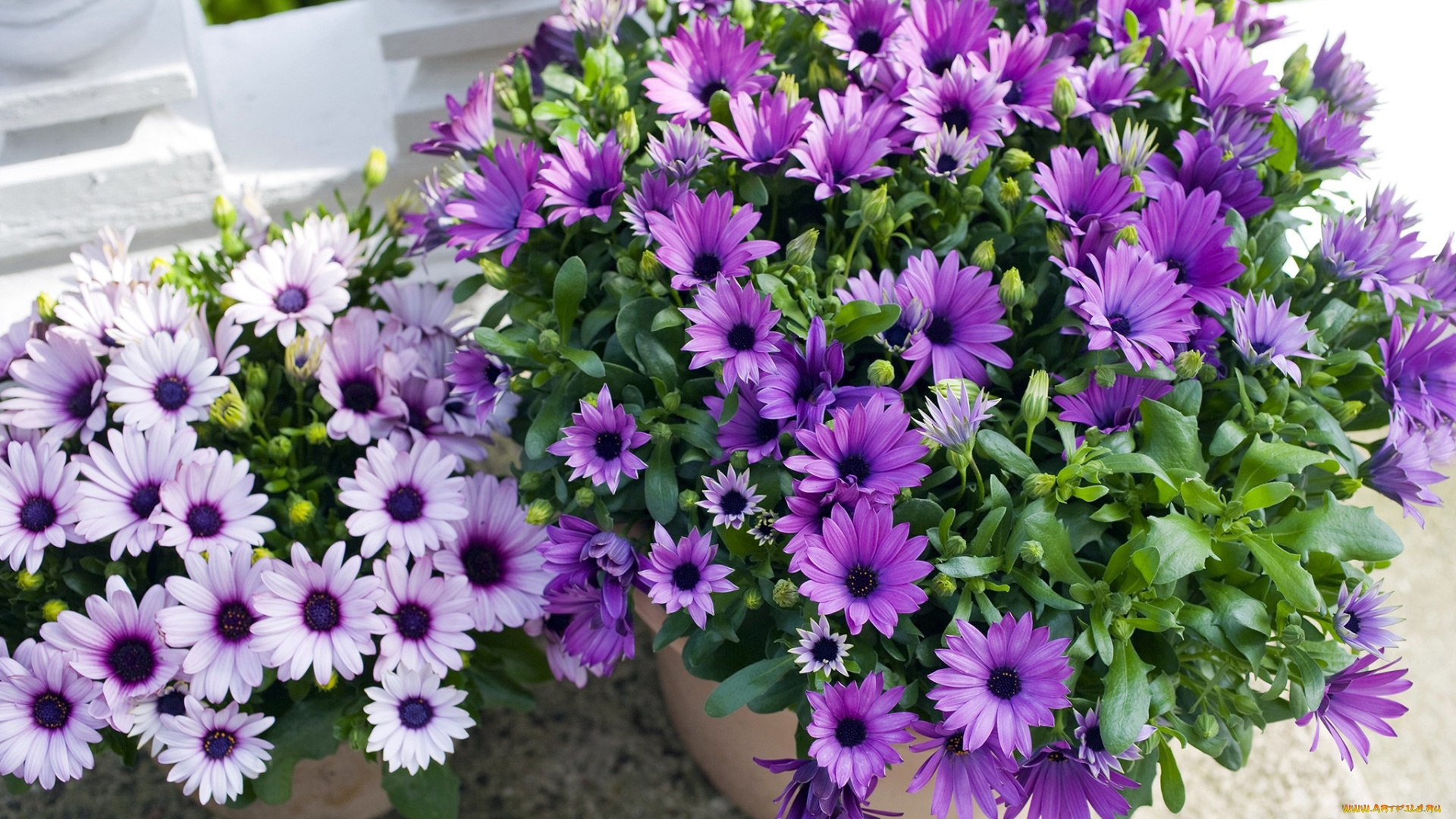 цветы, остеоспермумы, маргаритка, африканская