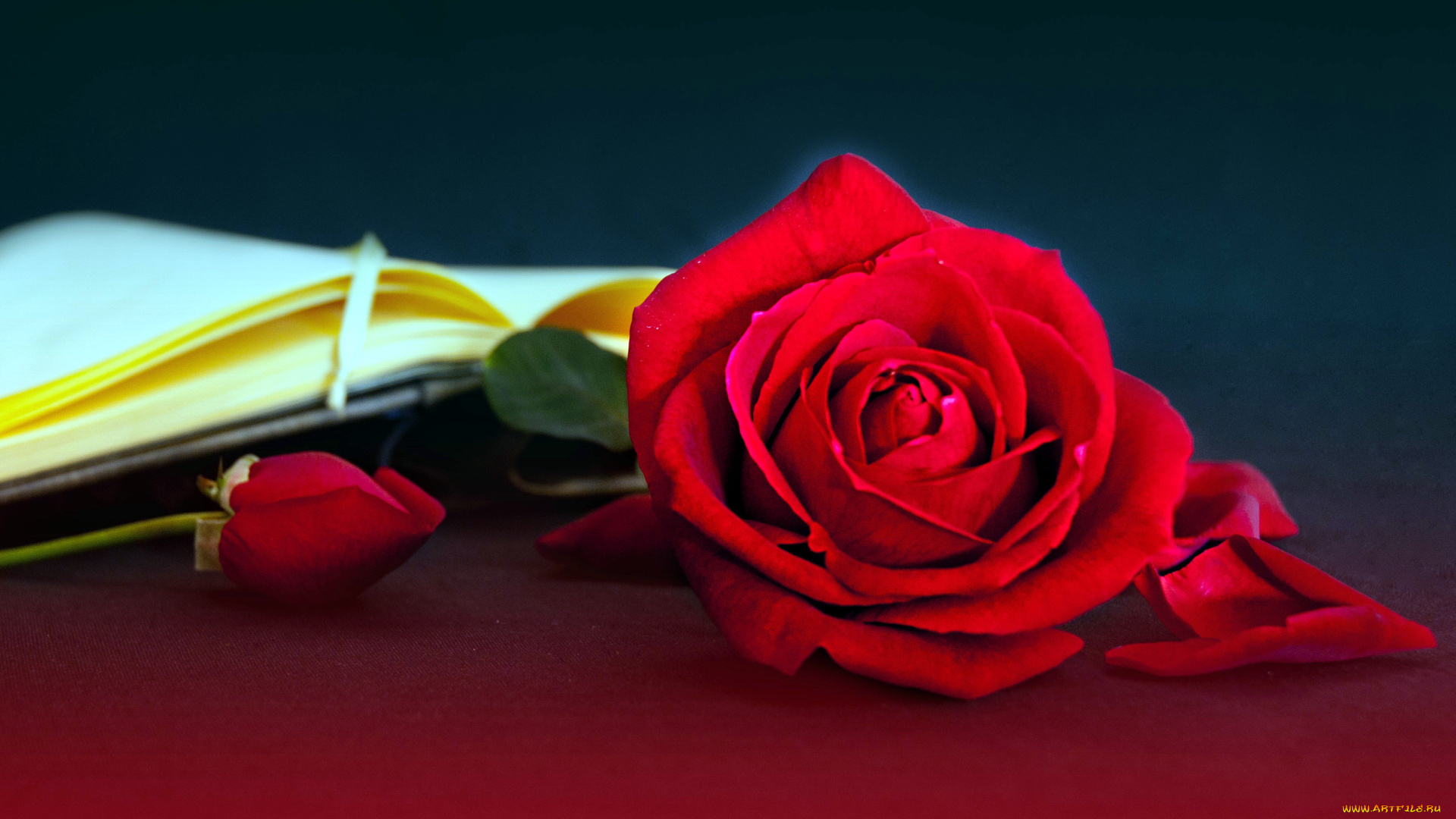 цветы, розы, алый