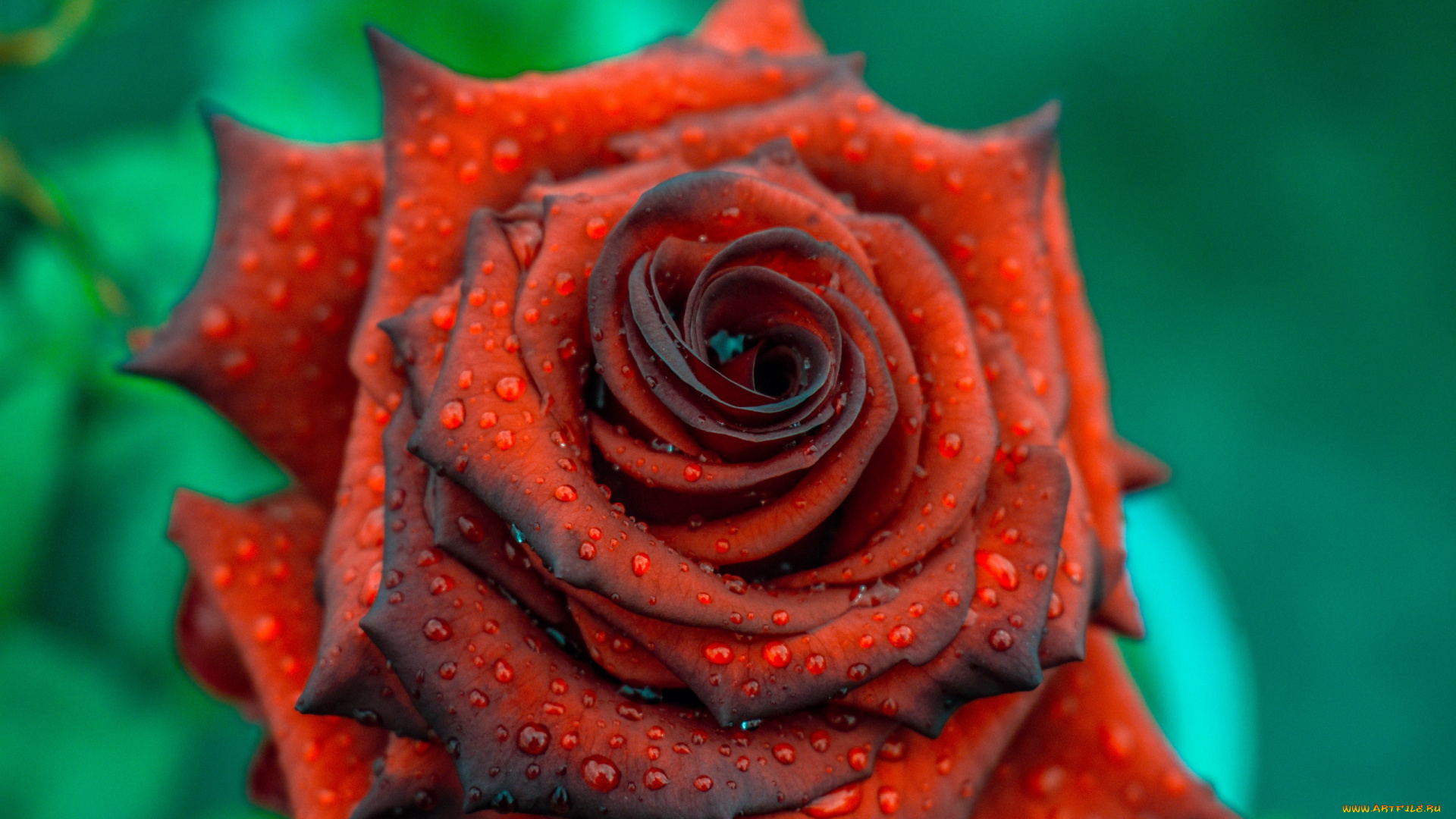 цветы, розы, макро, капли