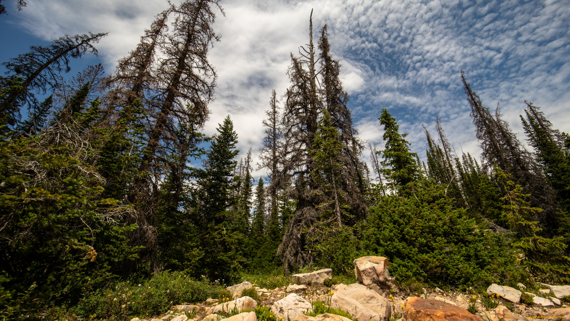 природа, лес, простор