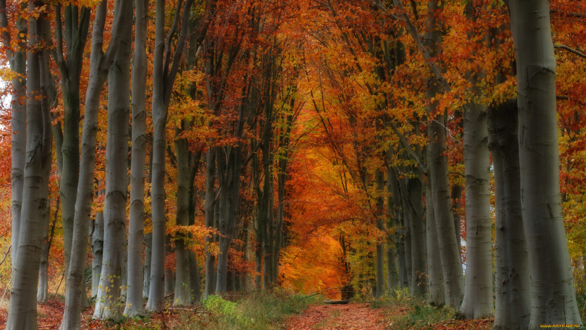 природа, парк, простор