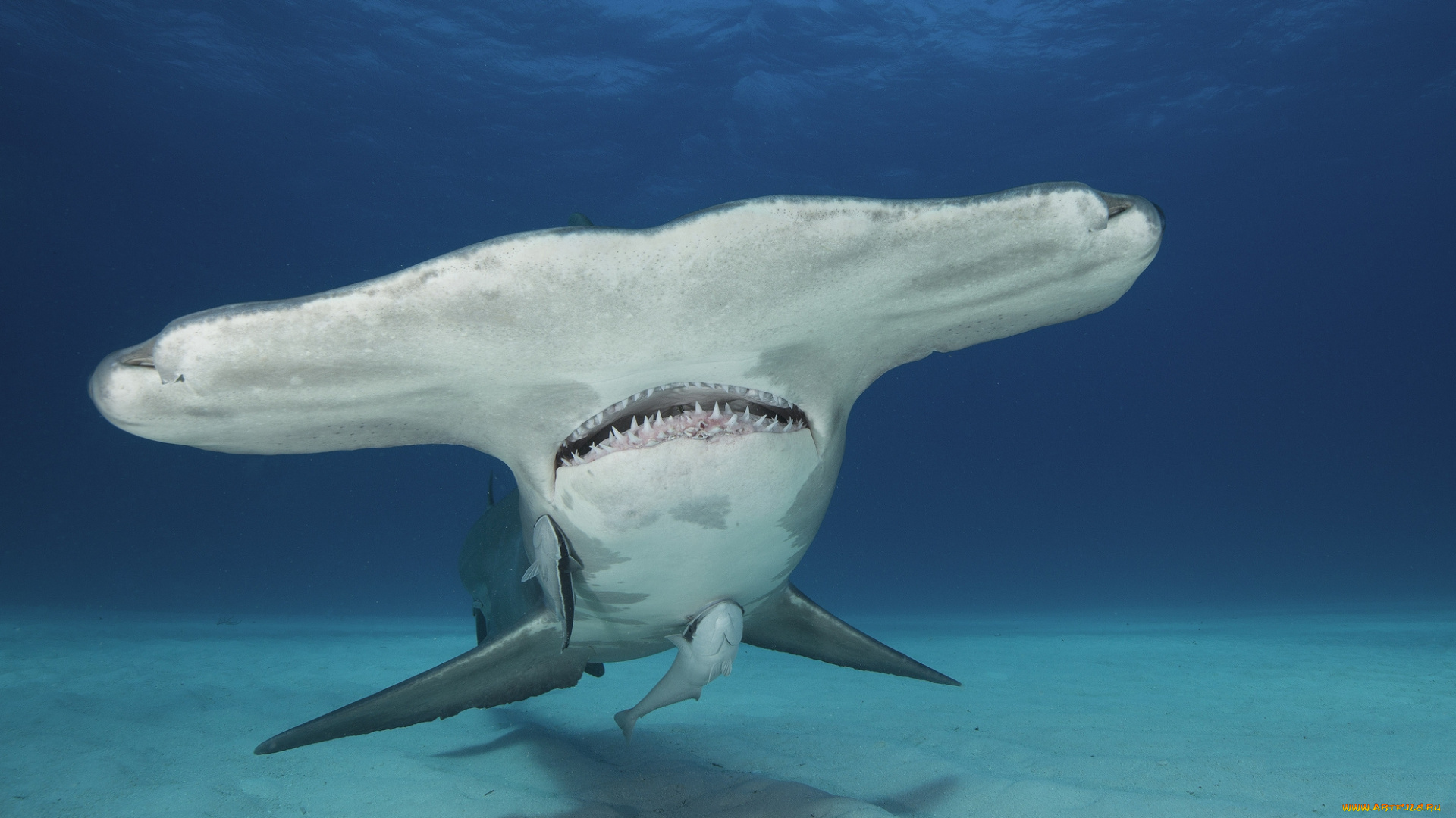 животные, акулы, океан