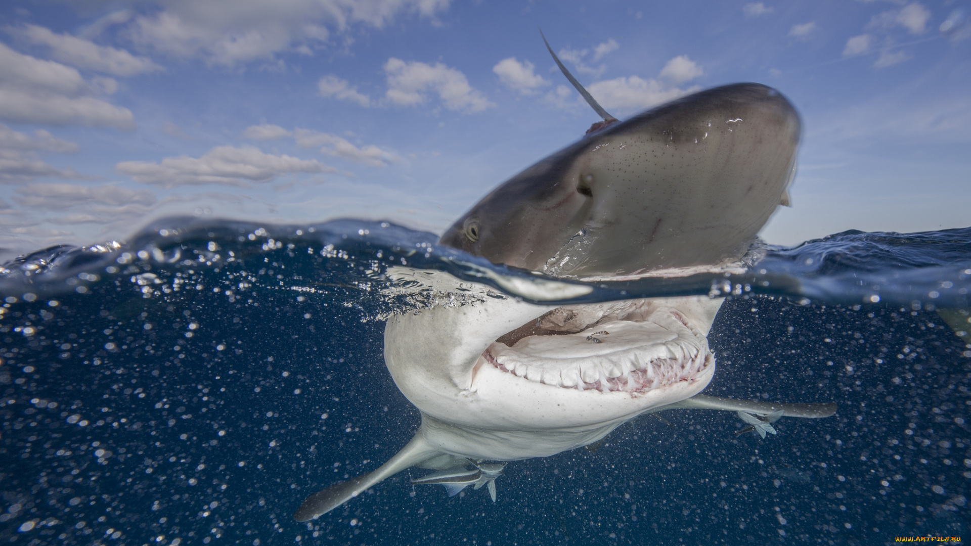 животные, акулы, океан