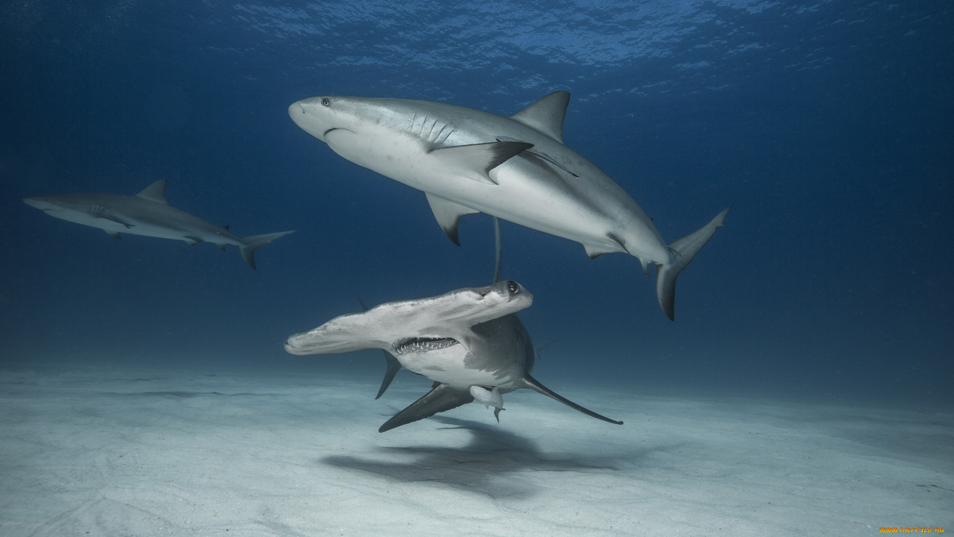 животные, акулы, океан
