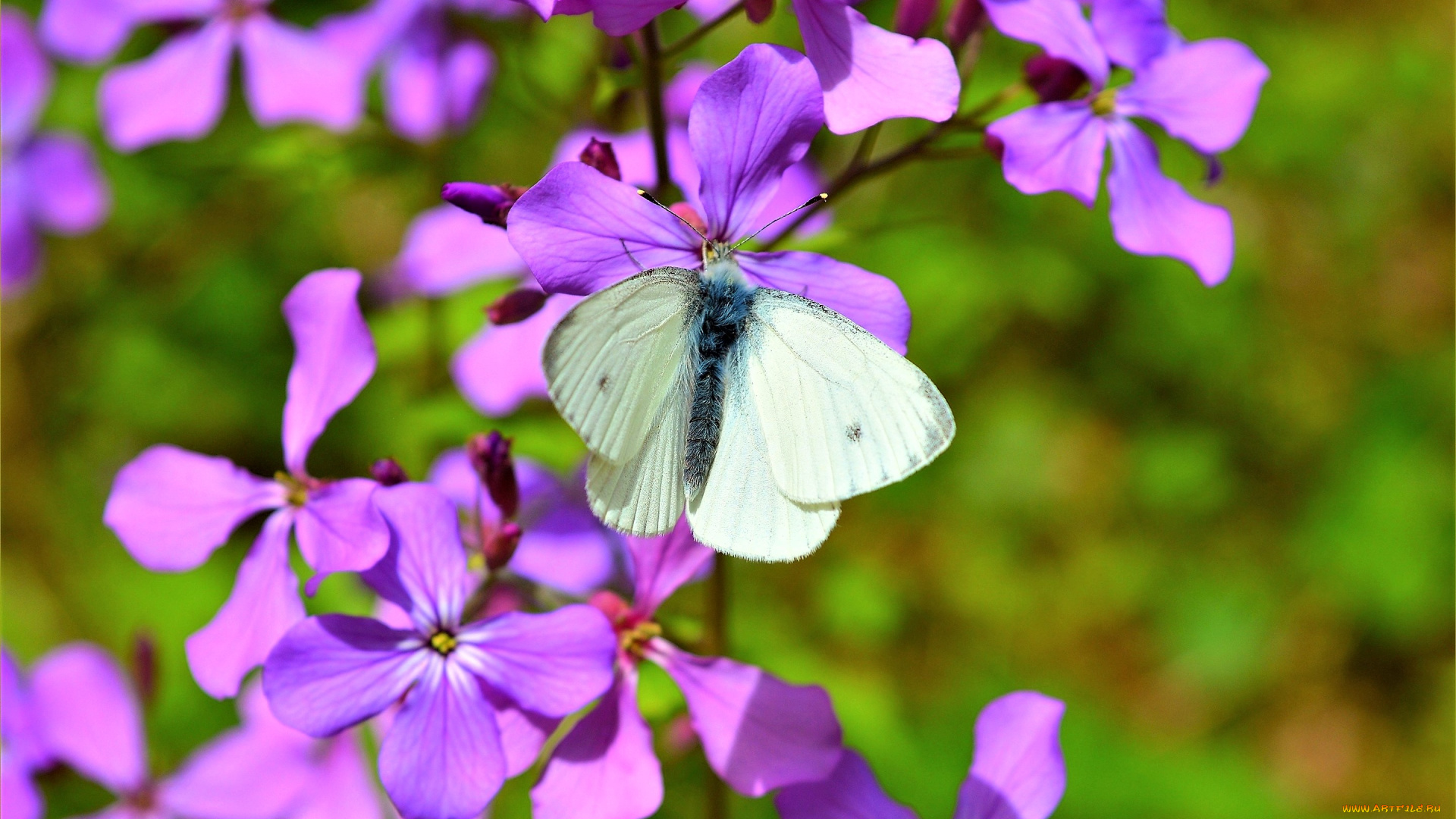 животные, бабочки, , мотыльки, , моли, цветок, белая, бабочка