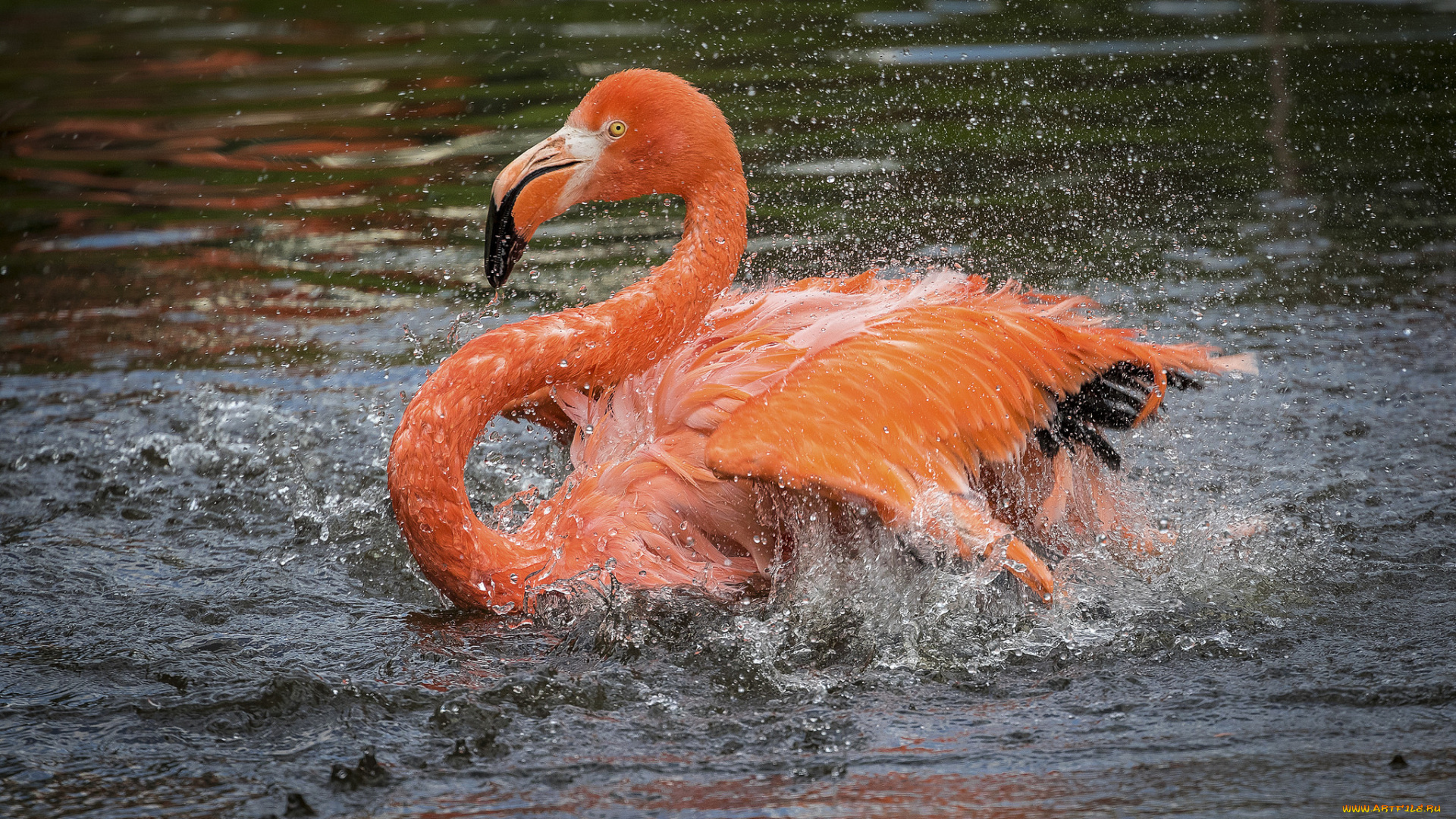 животные, фламинго, птичка