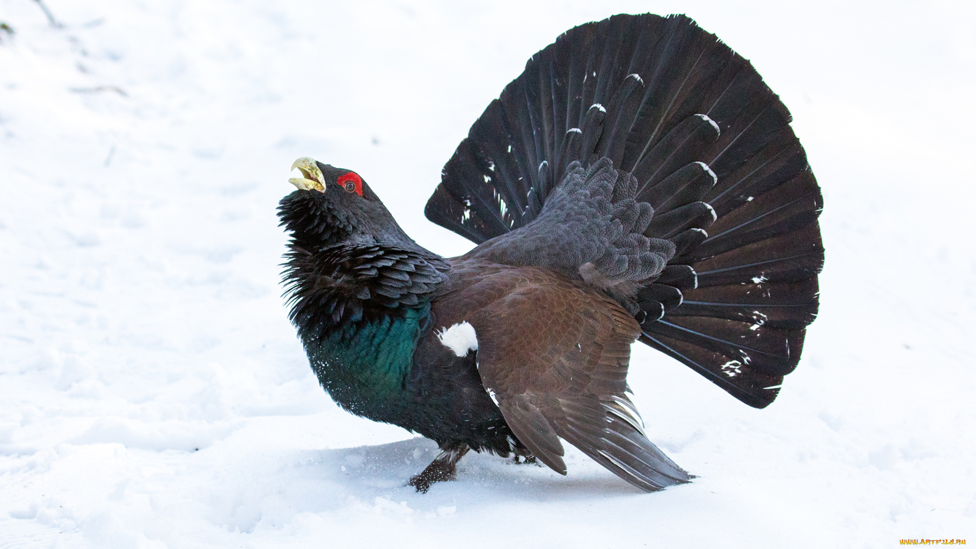 животные, глухари, , тетерева, птичка