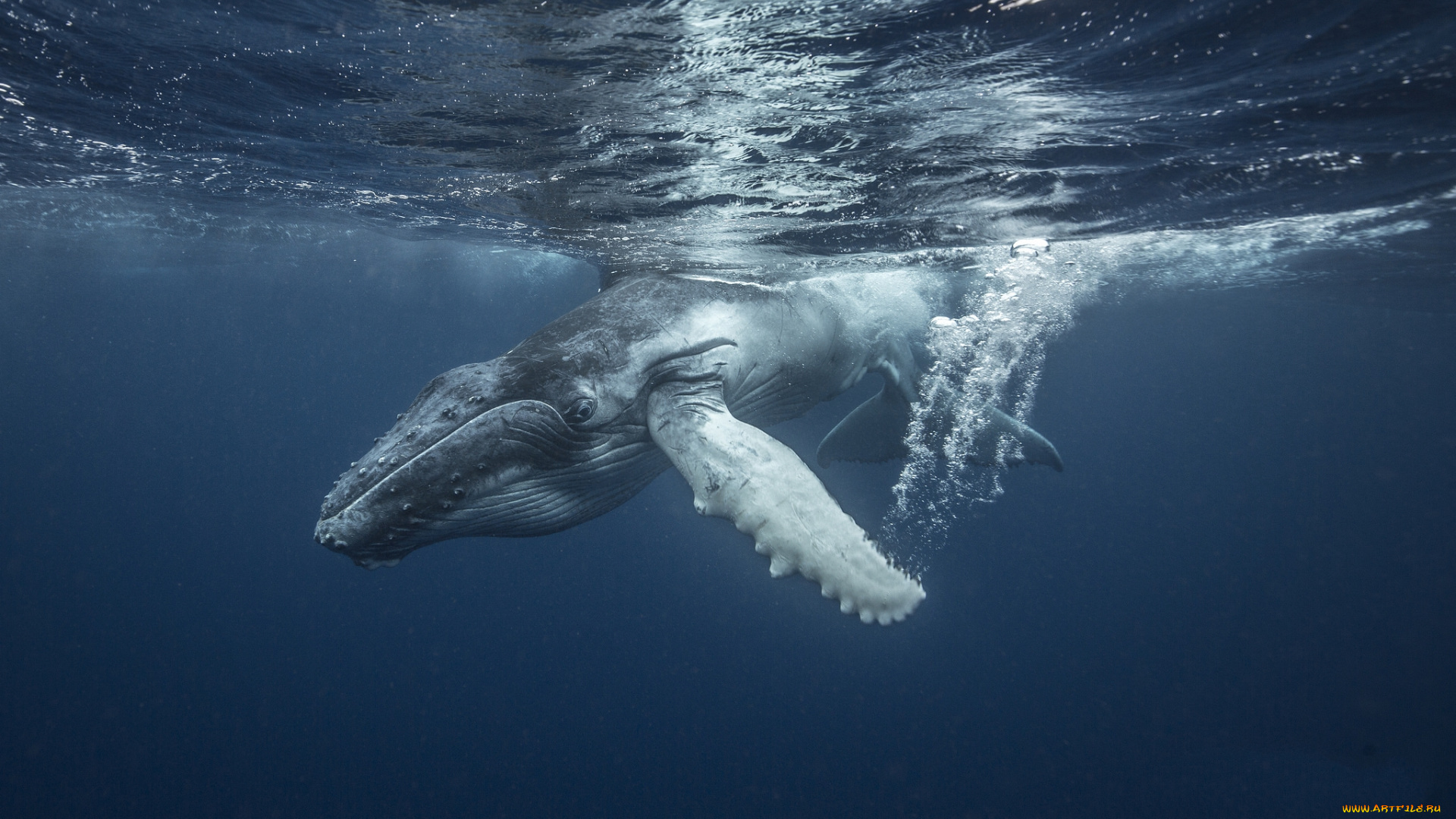 животные, киты, , кашалоты, океан
