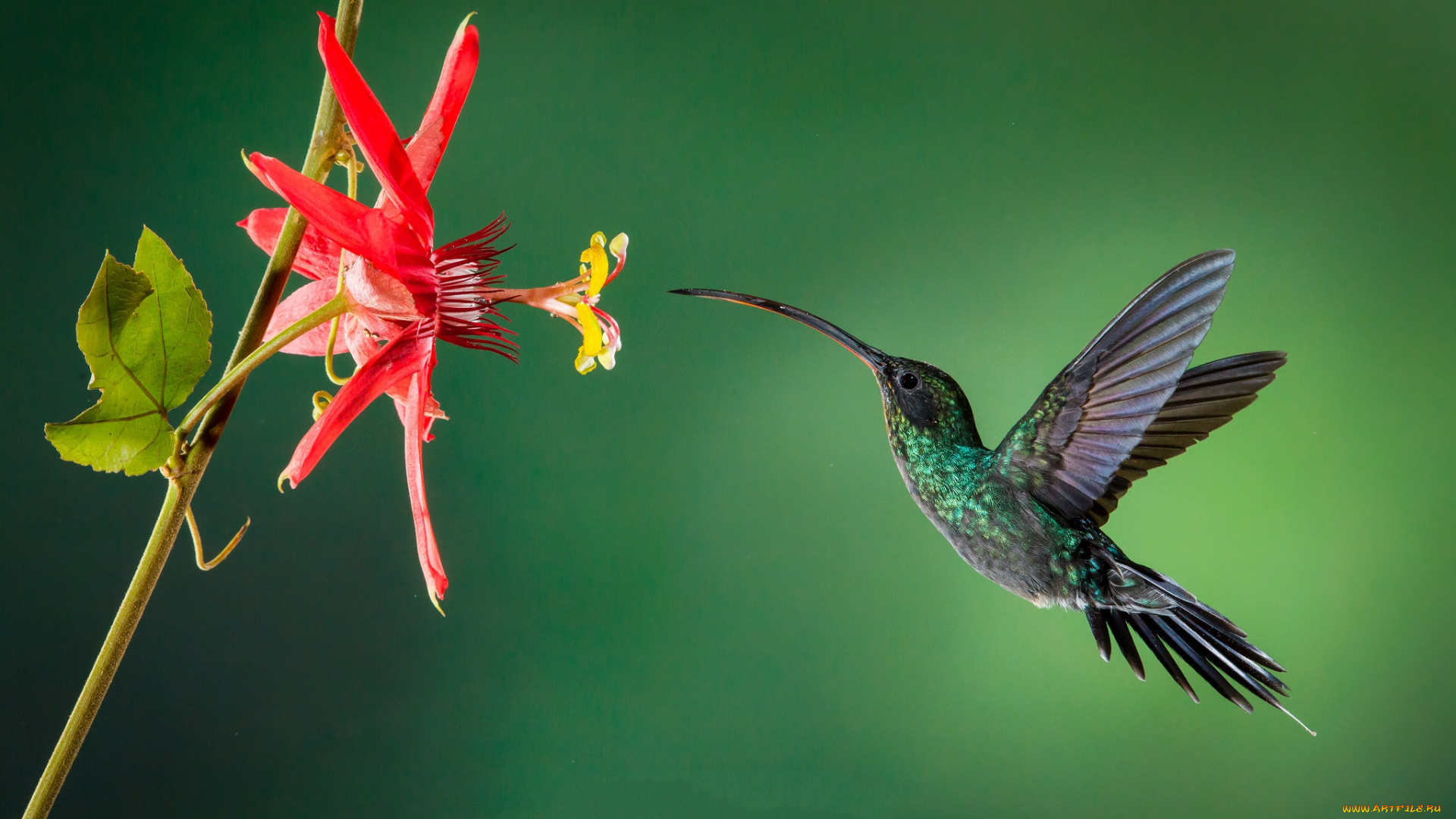 животные, колибри, птичка