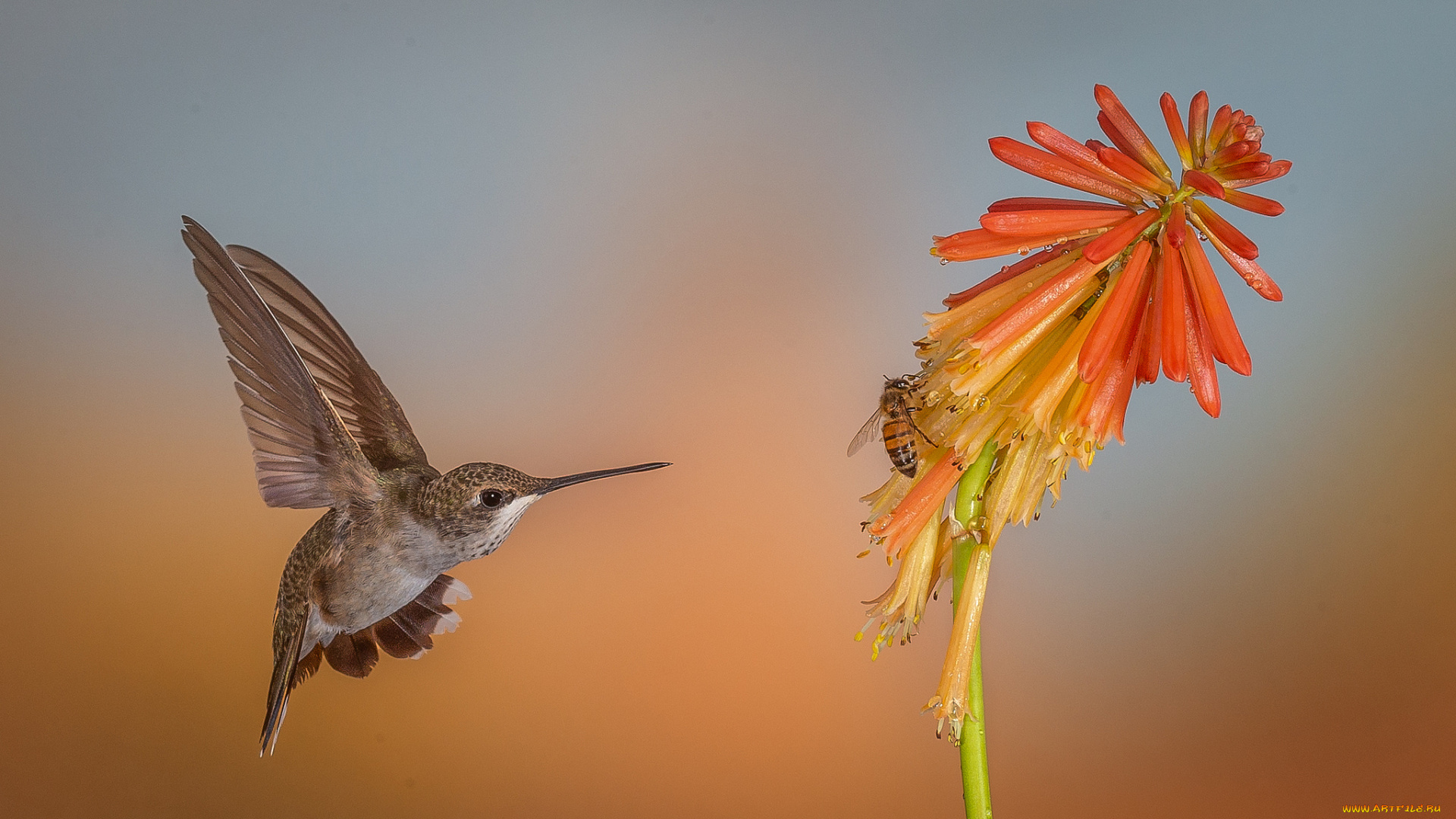 животные, колибри, птичка