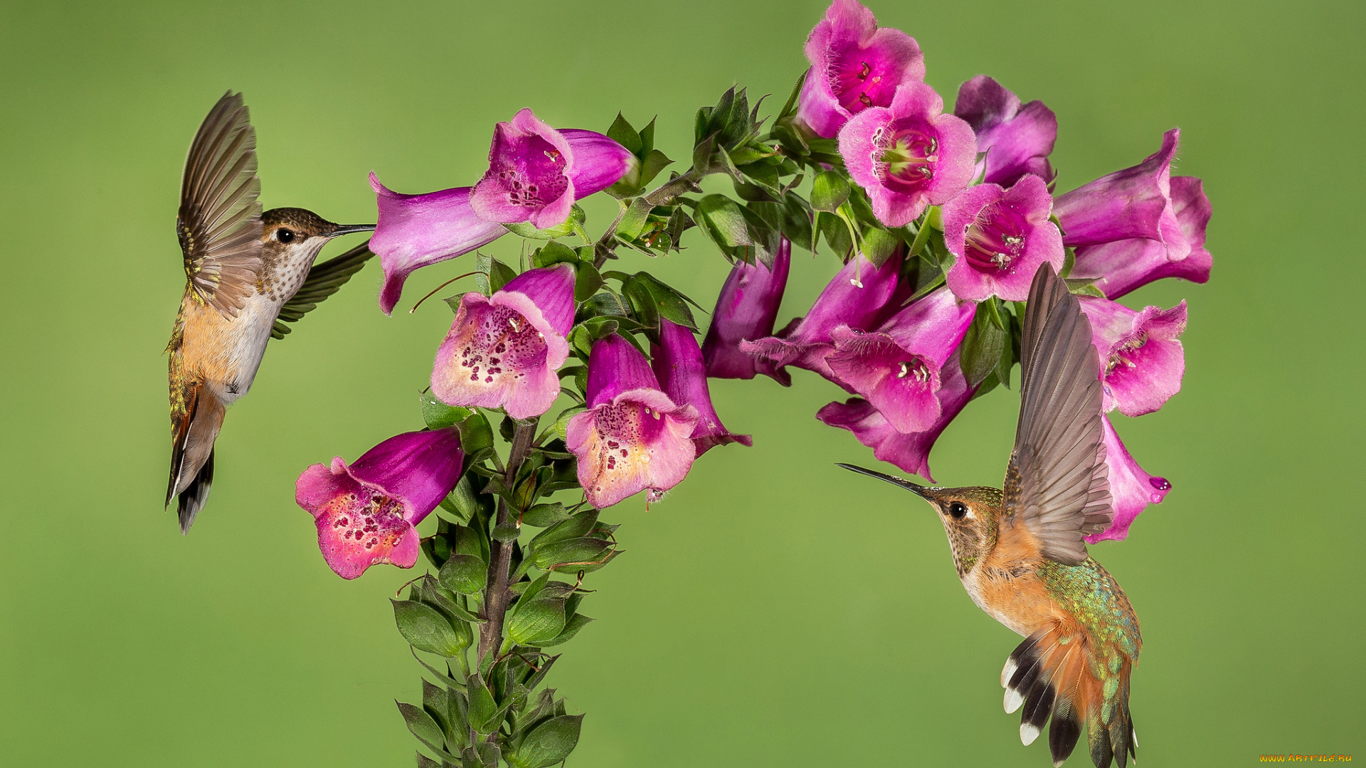 животные, колибри, птичка