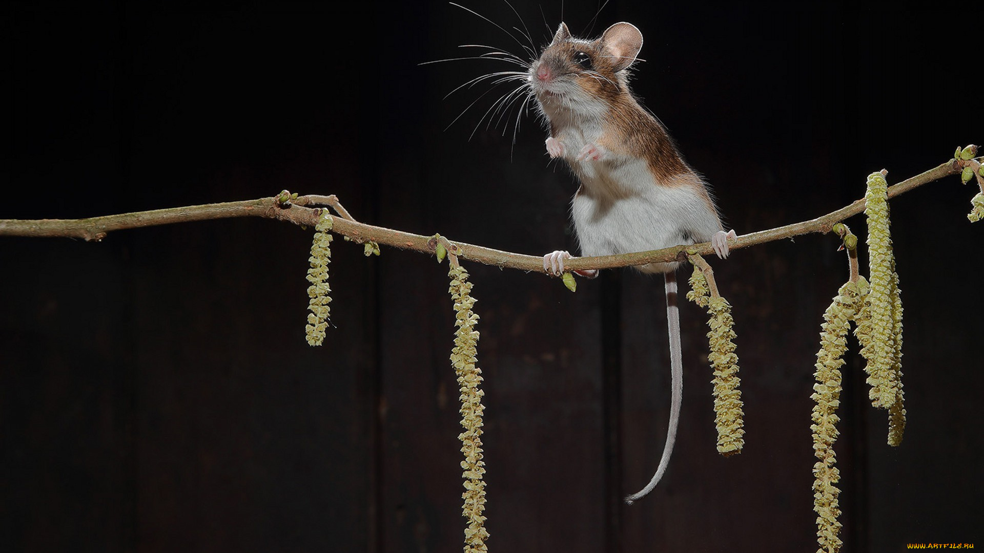 животные, крысы, , мыши, мышка