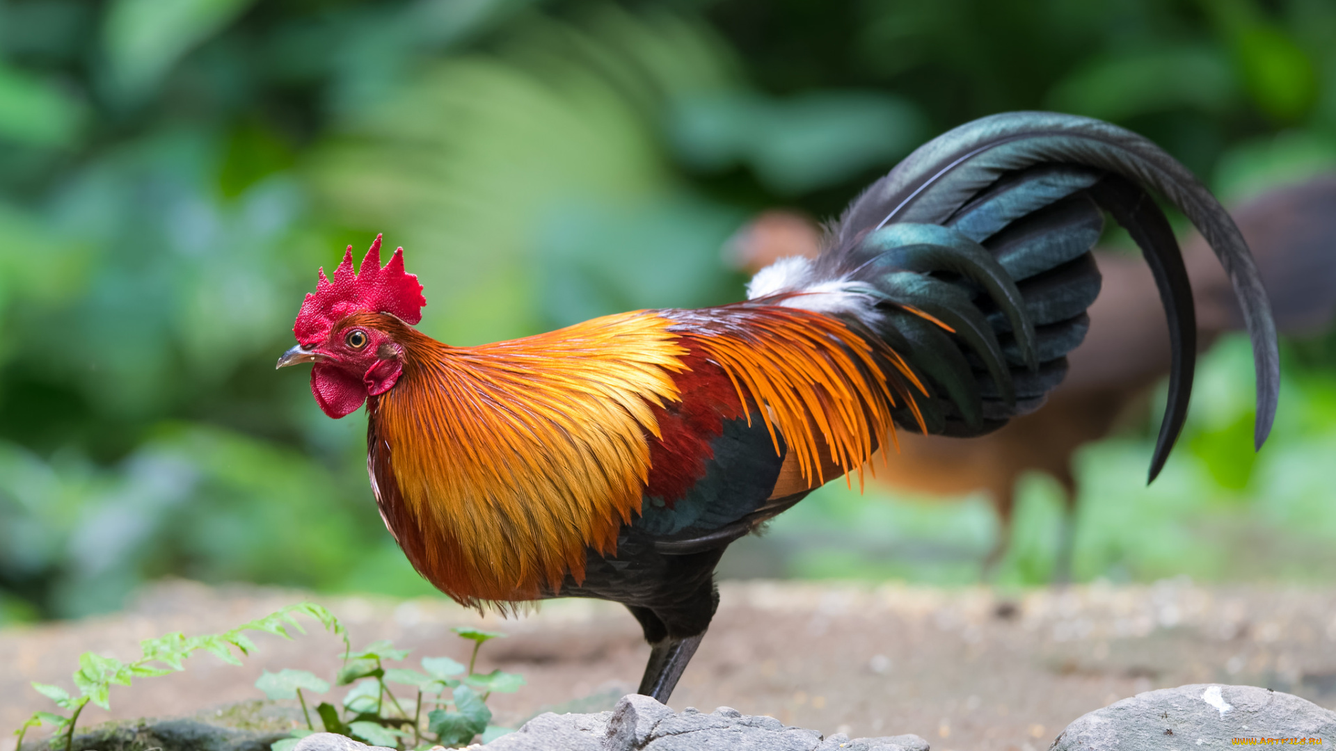 животные, куры, , петухи, птичка