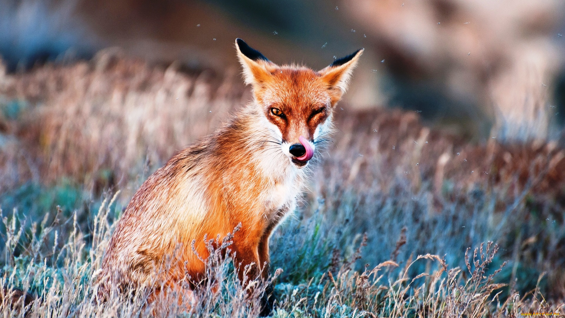 животные, лисы, язык, трава, лиса