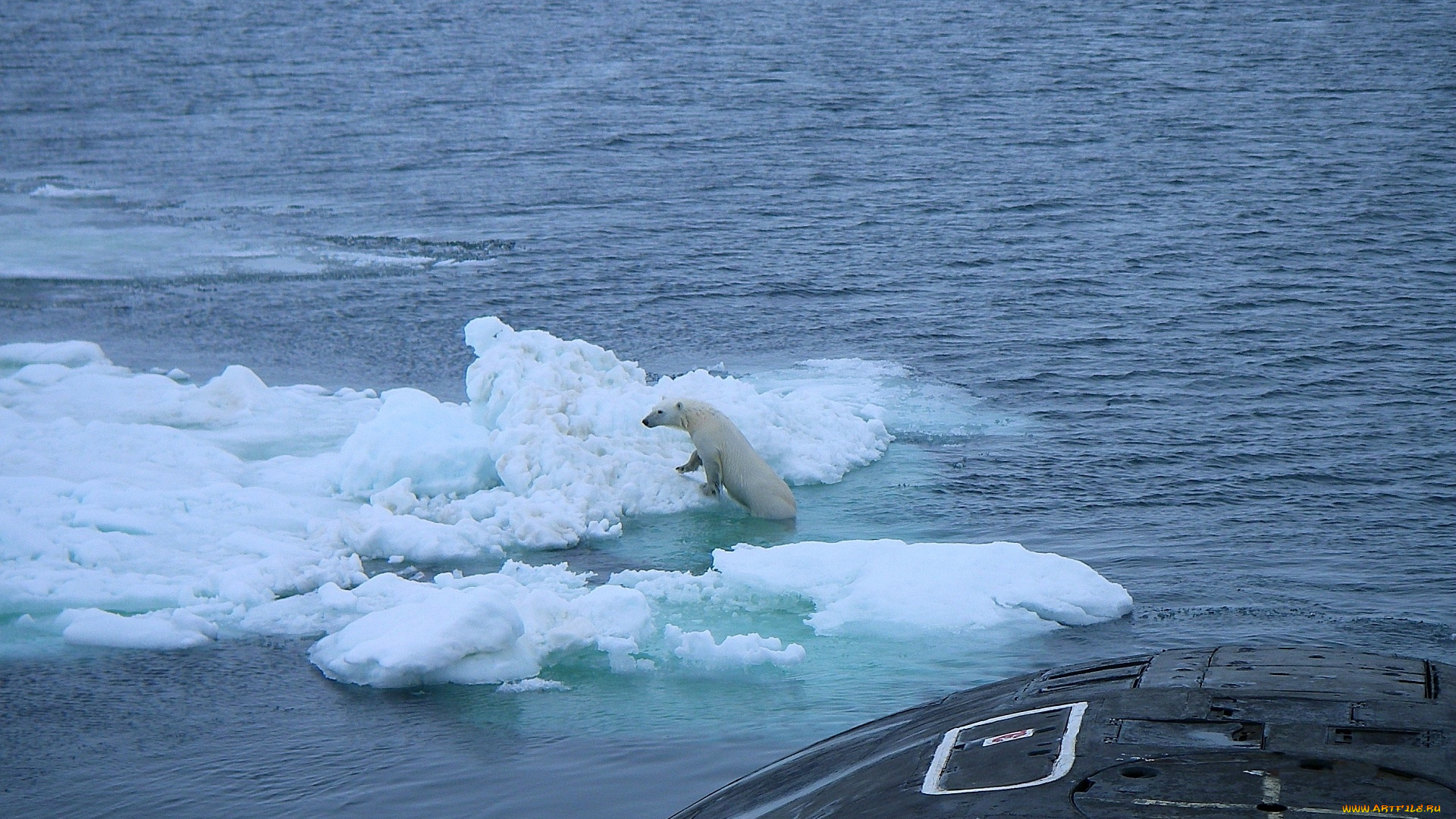 животные, медведи, север, медведь