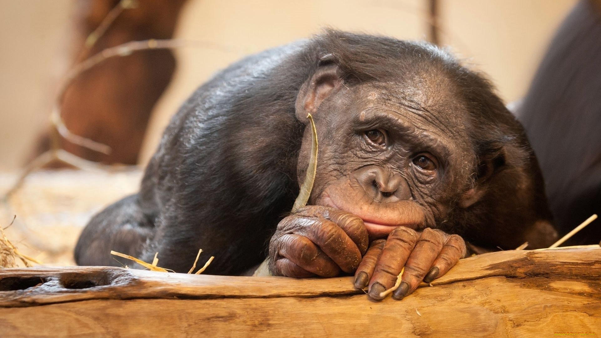 животные, обезьяны, бревно, шимпанзе, обезьяна